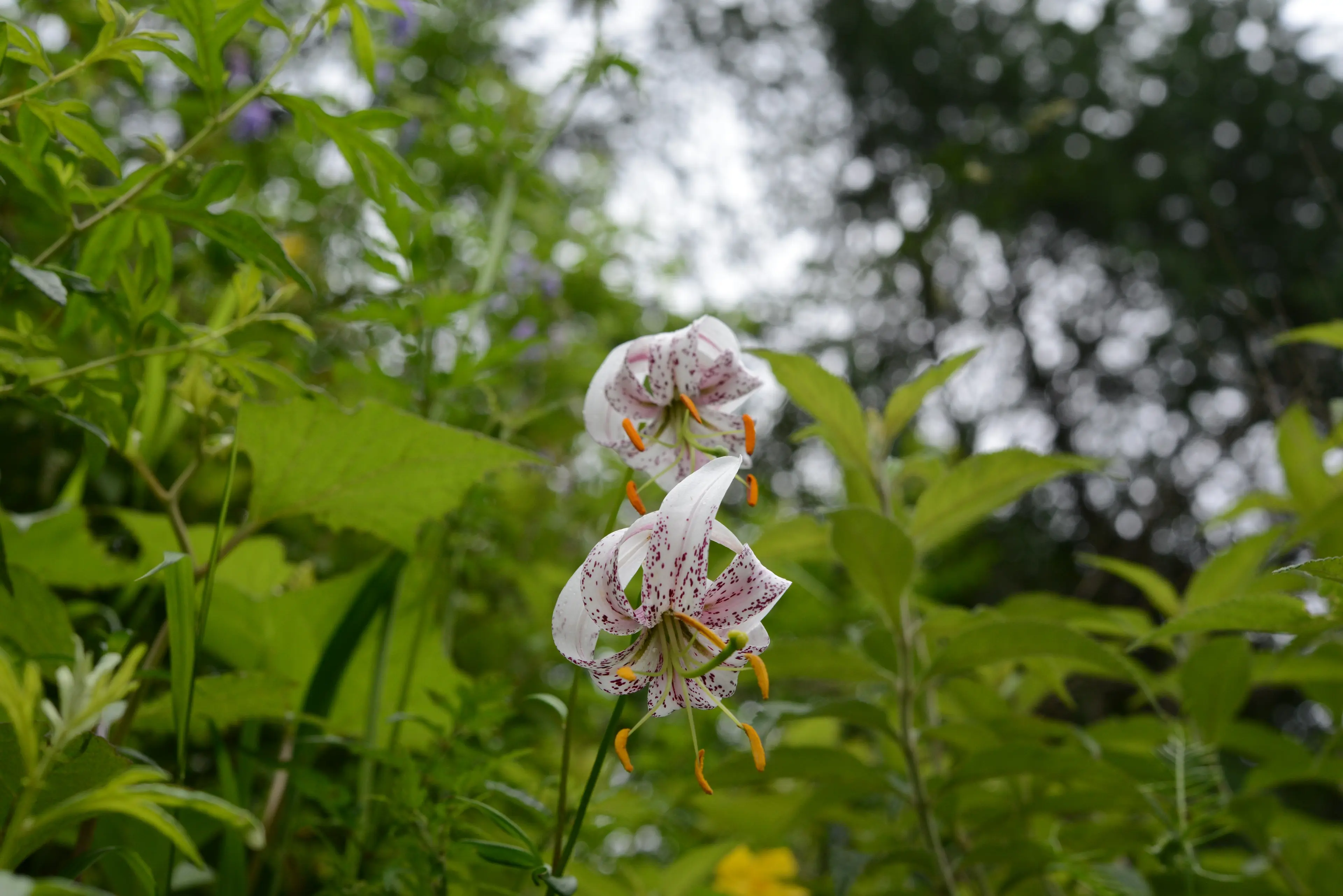 Wild lily at Sichuan (2)