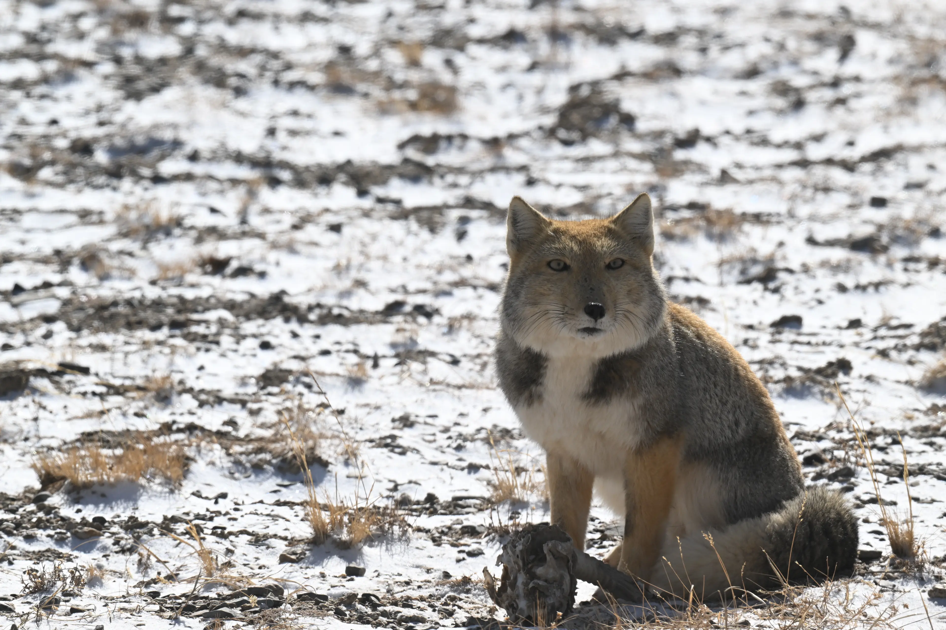 Tibetan sand fox at Hoh Xil
