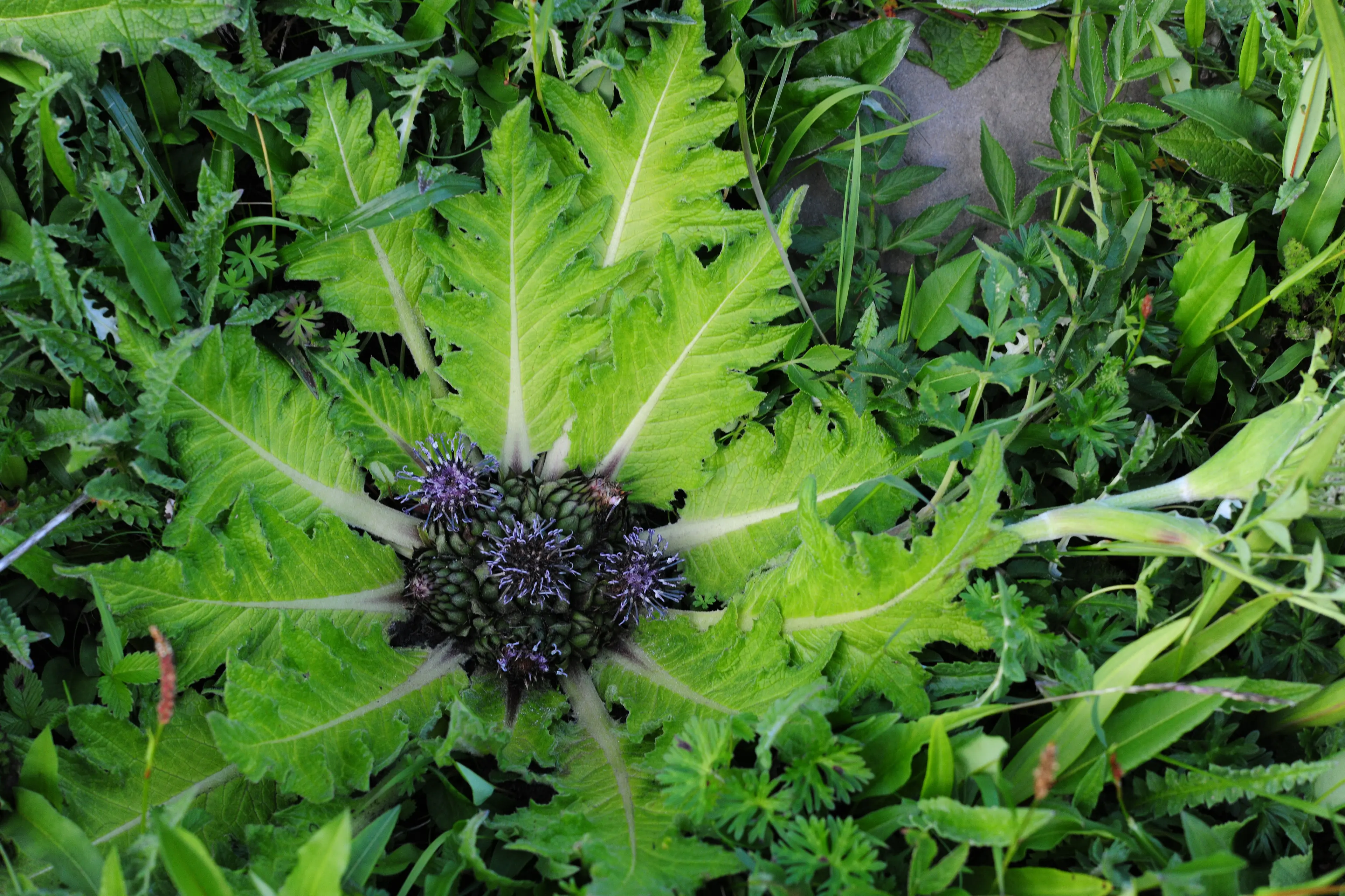 Wildflower at Sichuan (3)