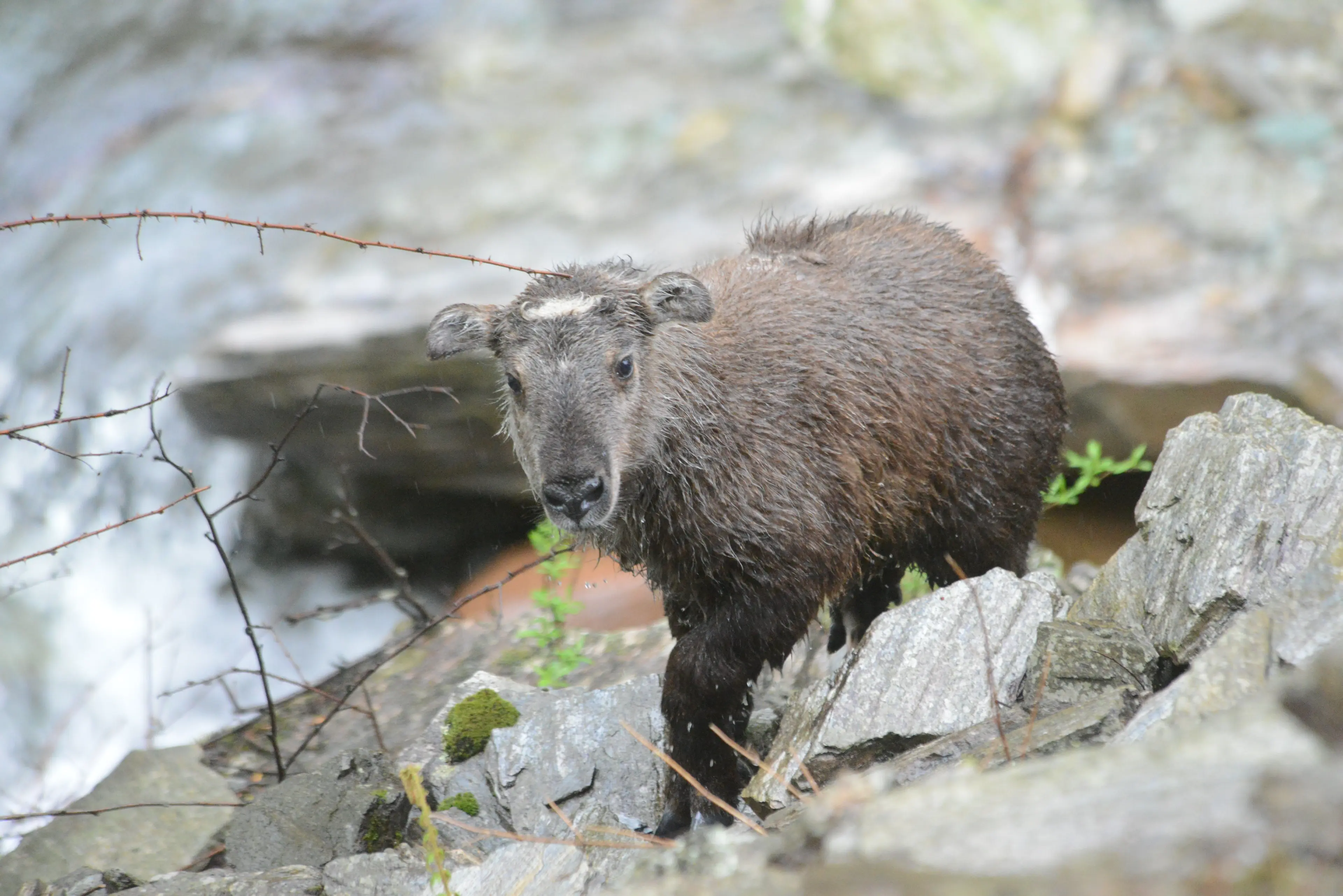 Sichuan takin at Tangjiahe, juvenile