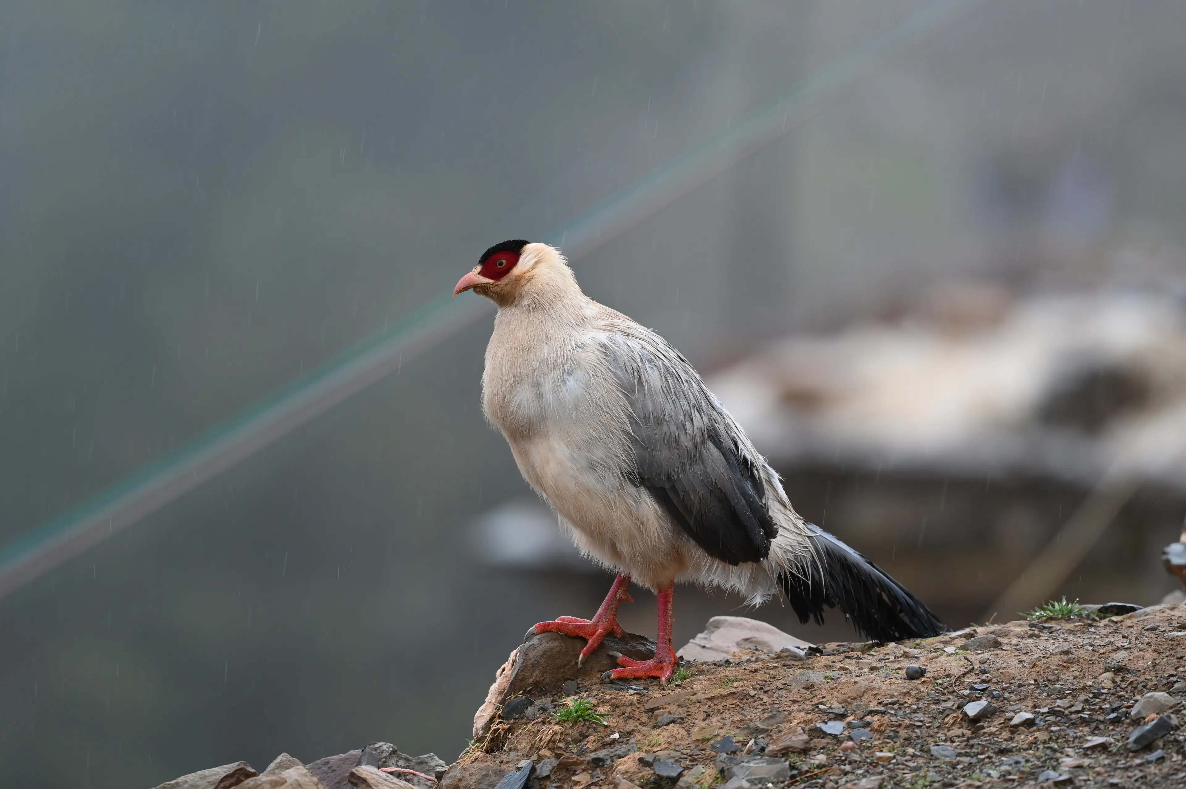White-eared pheasant at Sichuan