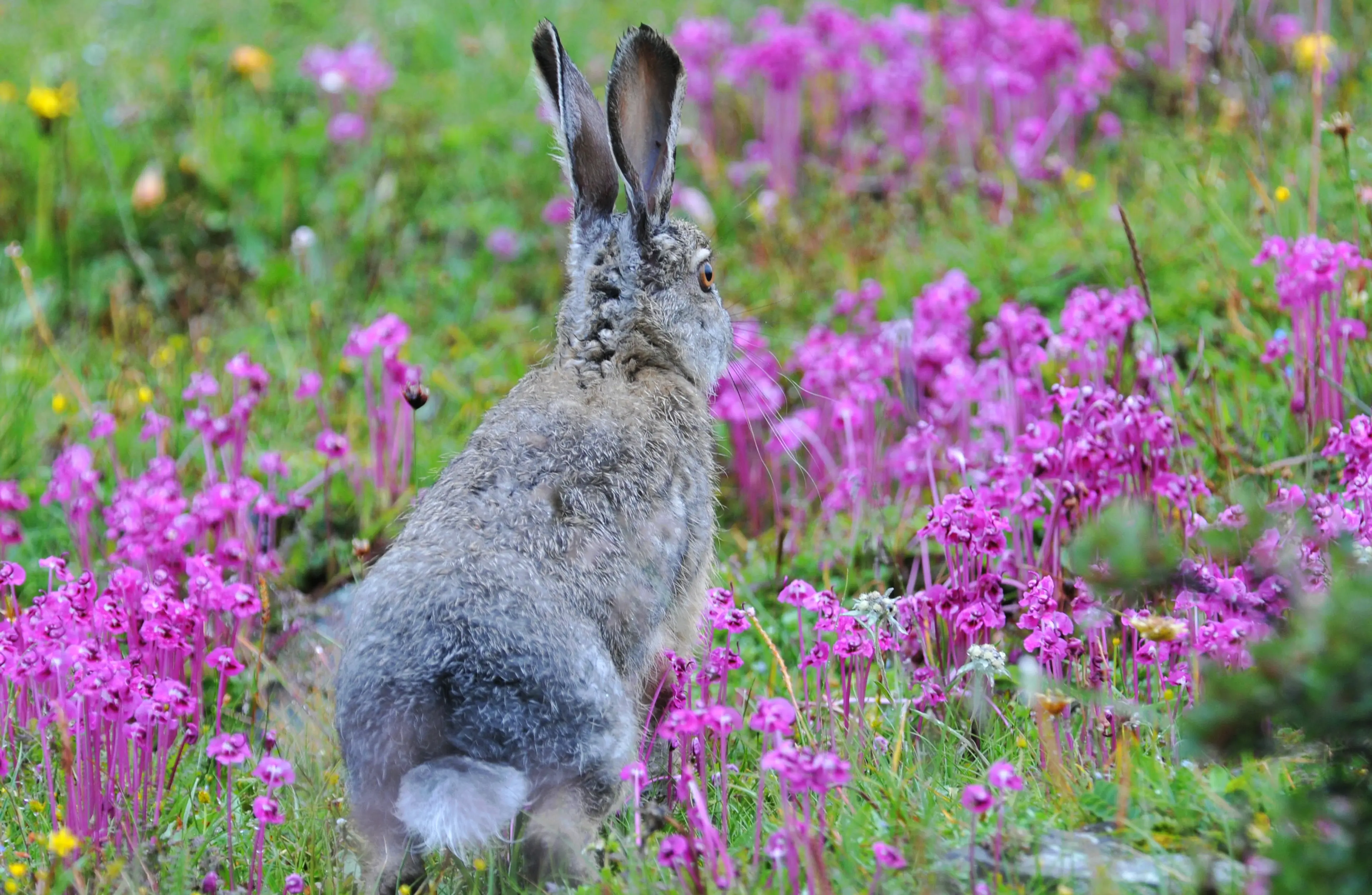 Woolly hare at Litang
