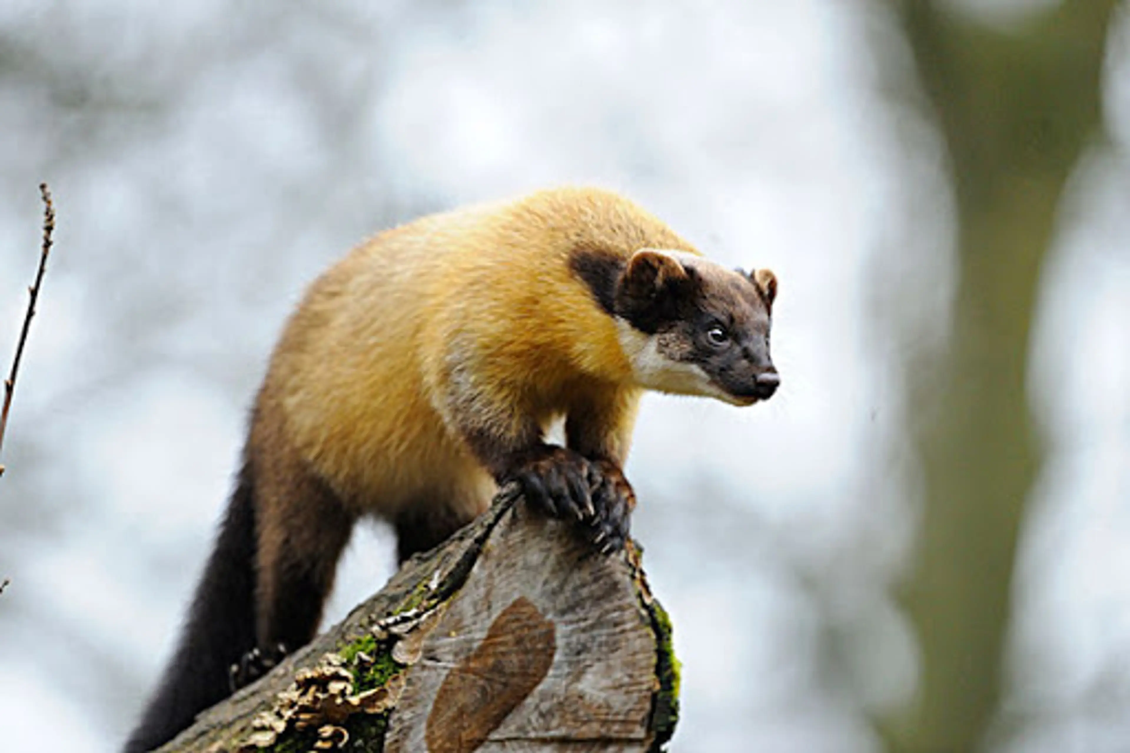 Yellow-throated marten at Jiajinshan