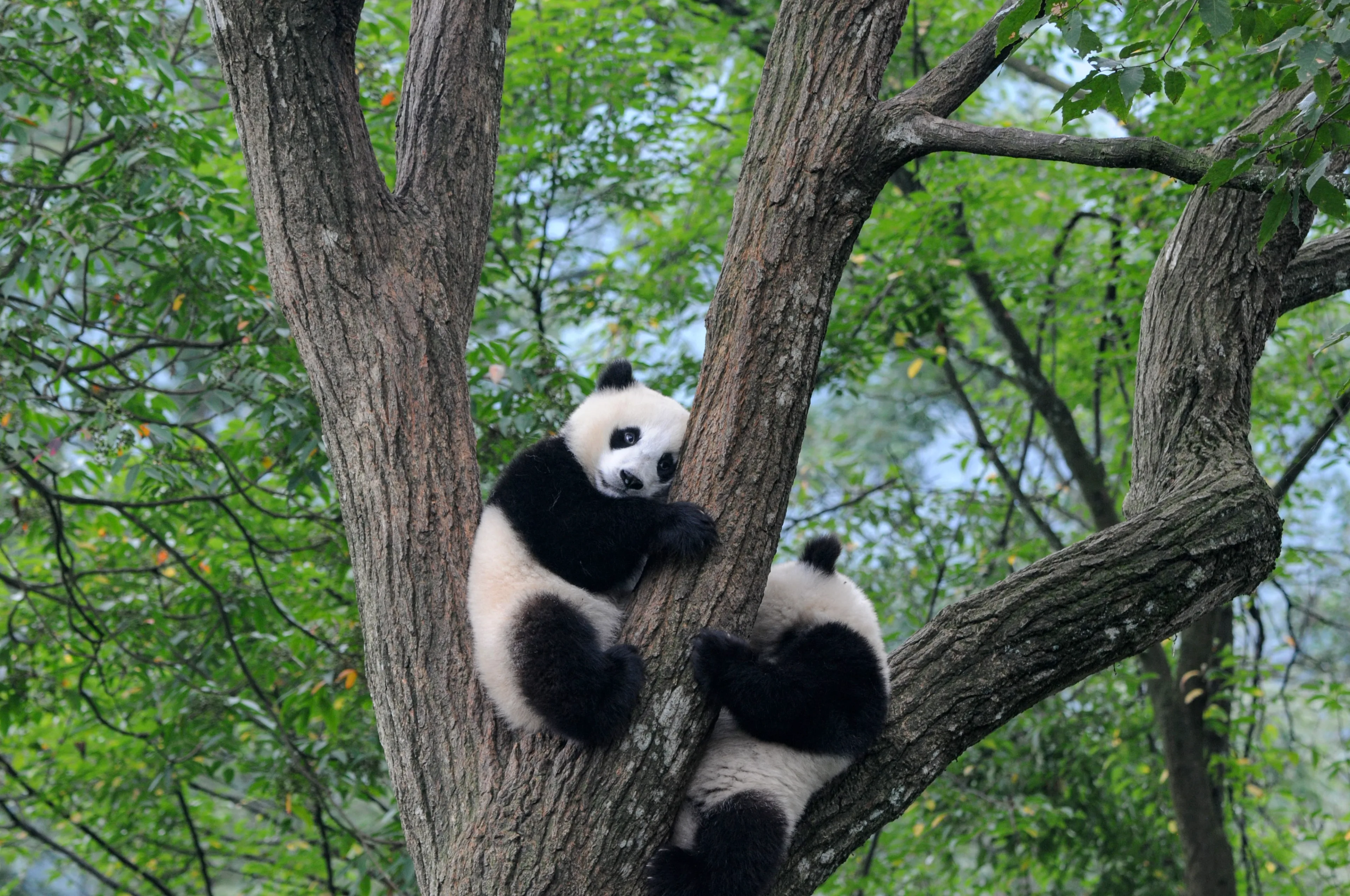 two baby panda