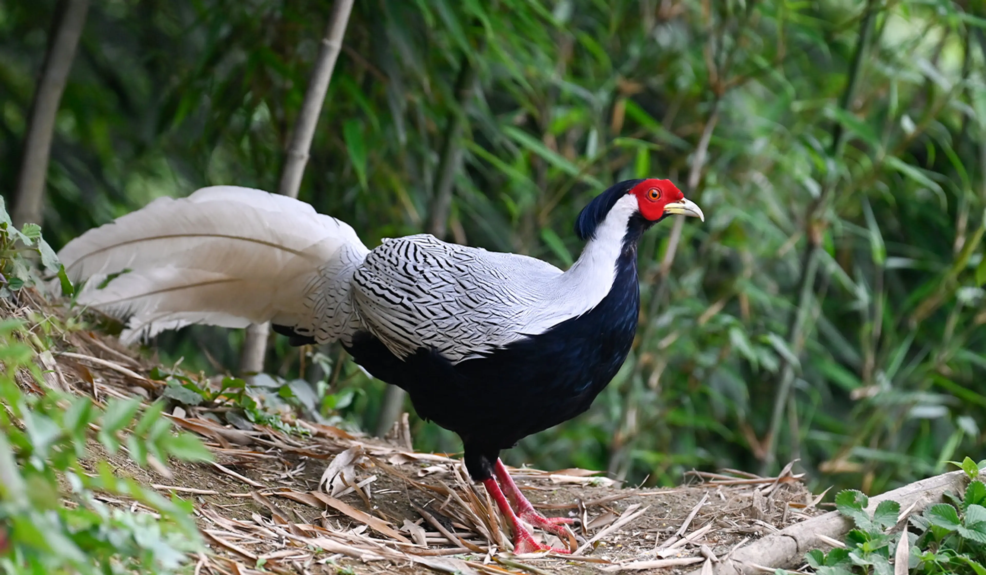 Silver pheasant at Sichuan