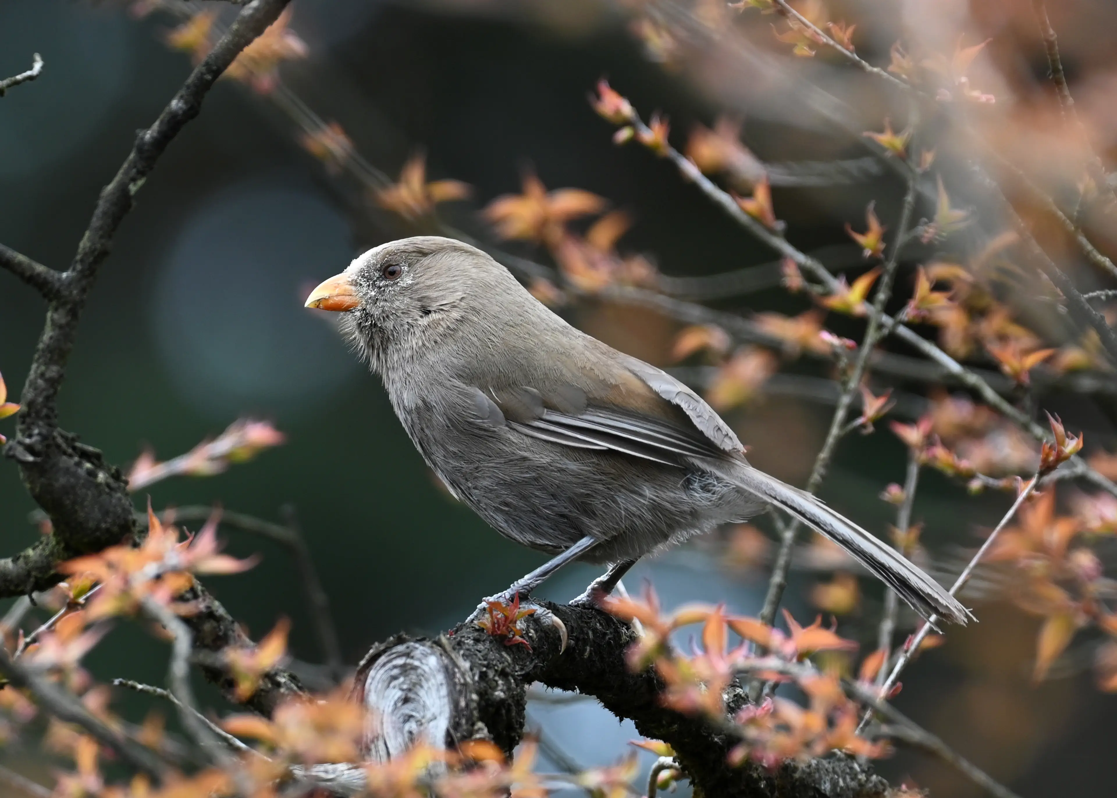 spectacled-parrotbill-sichuan.jpg