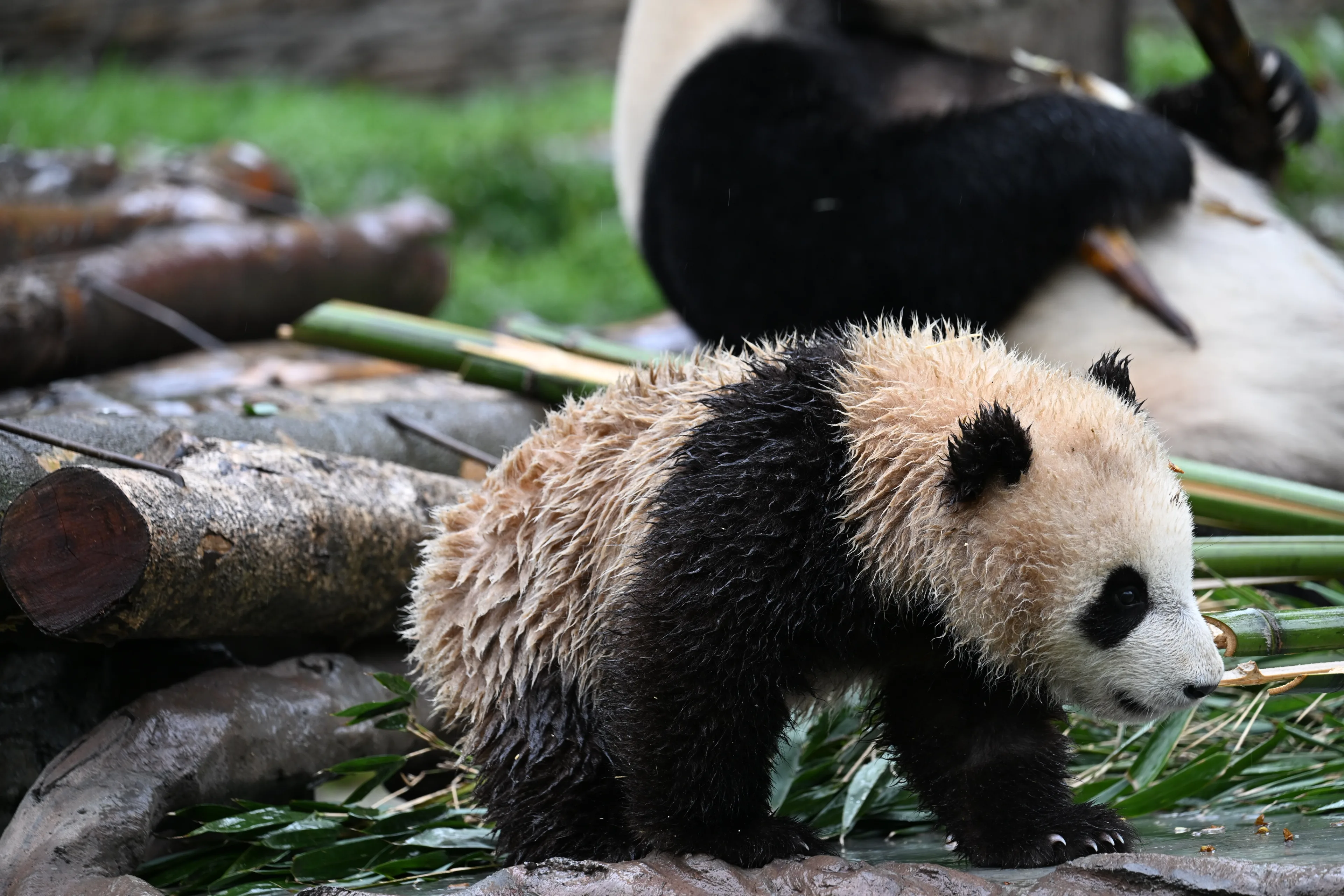 wet panda