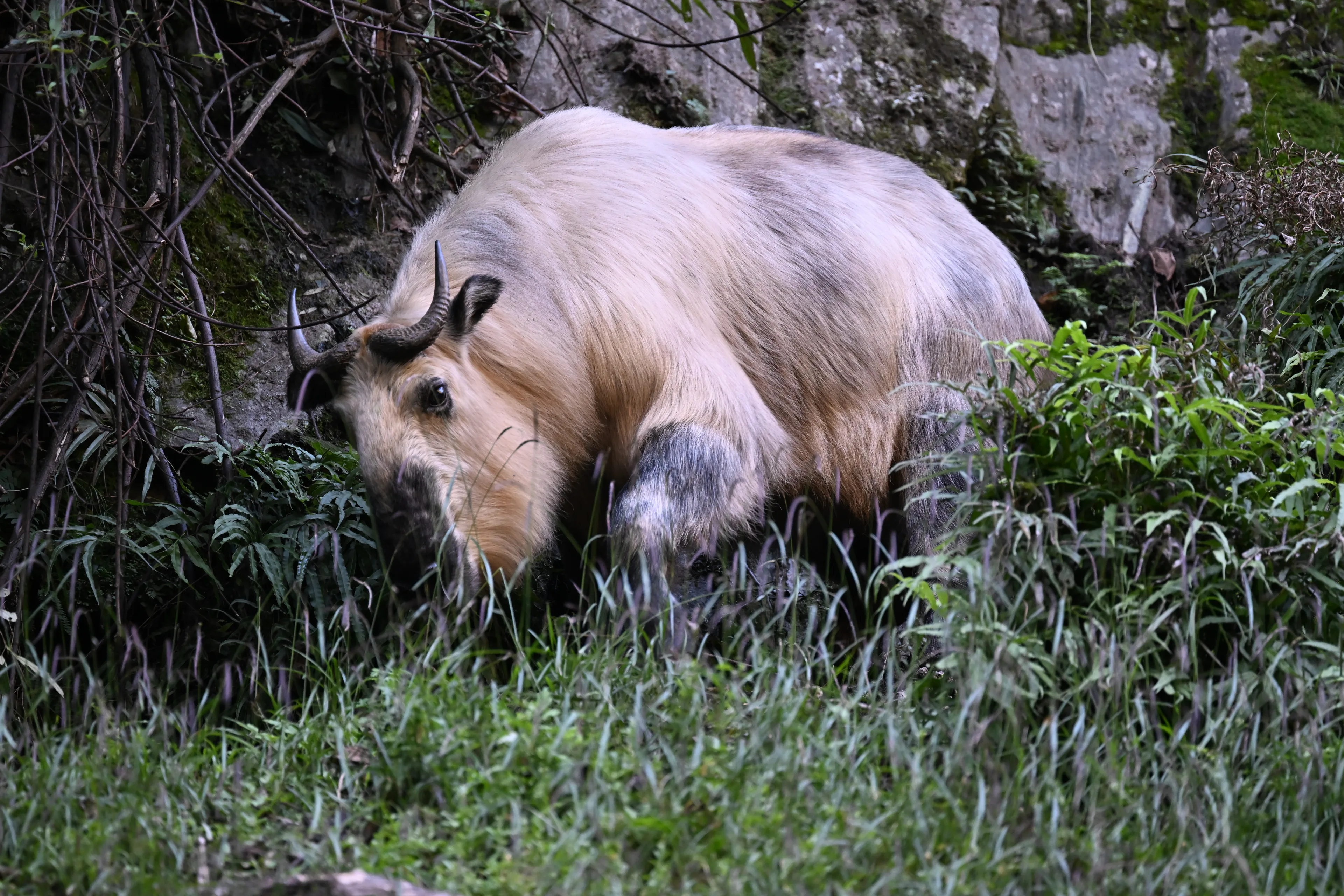 takin eating the grass