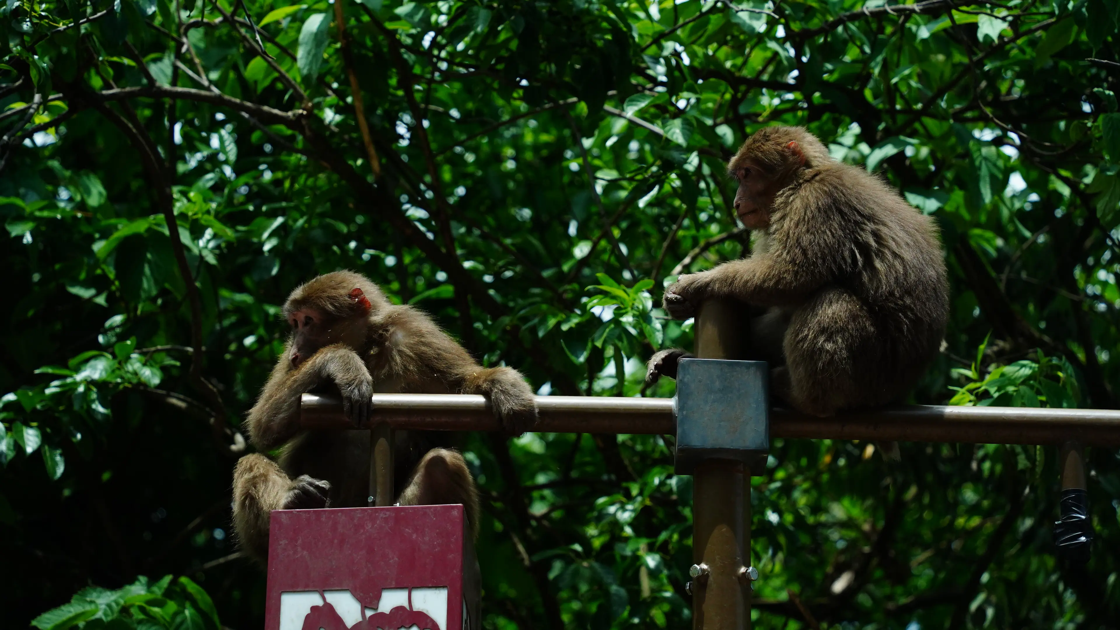 tibetan-macaque-monkey-wawushan.jpg