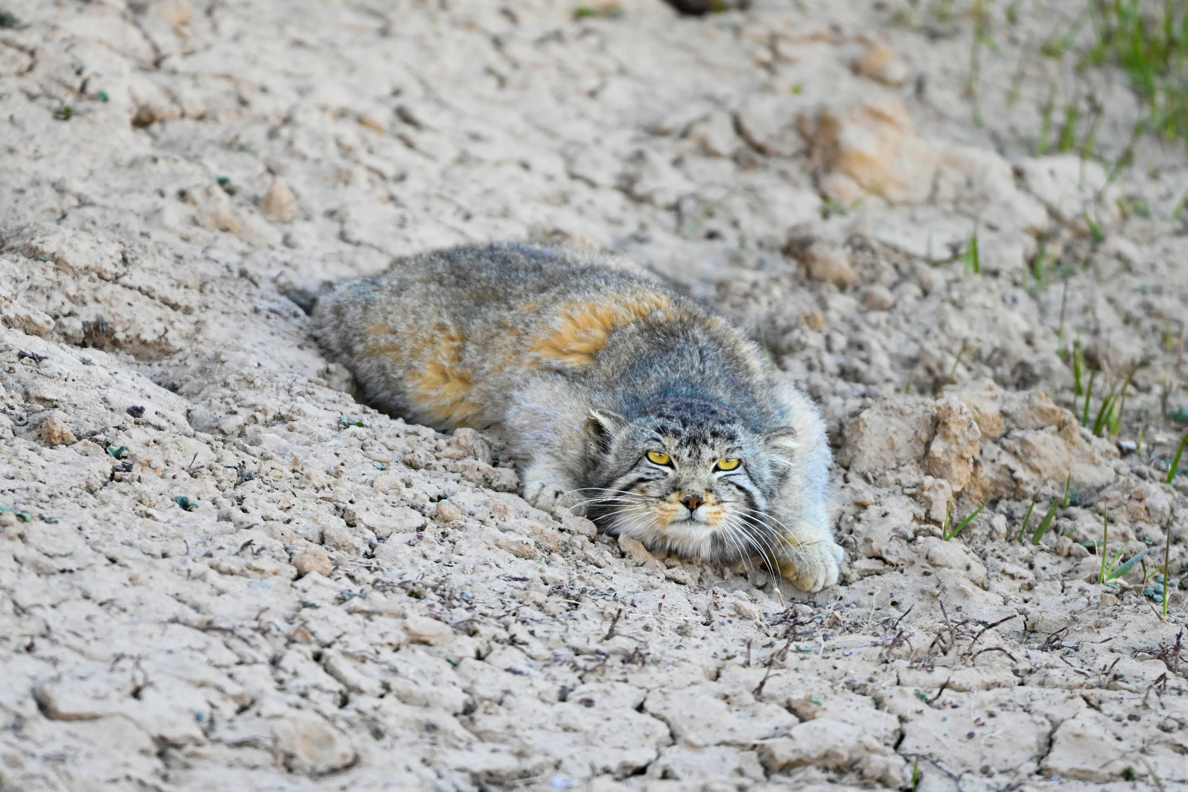 The pallas's cat crawled forward