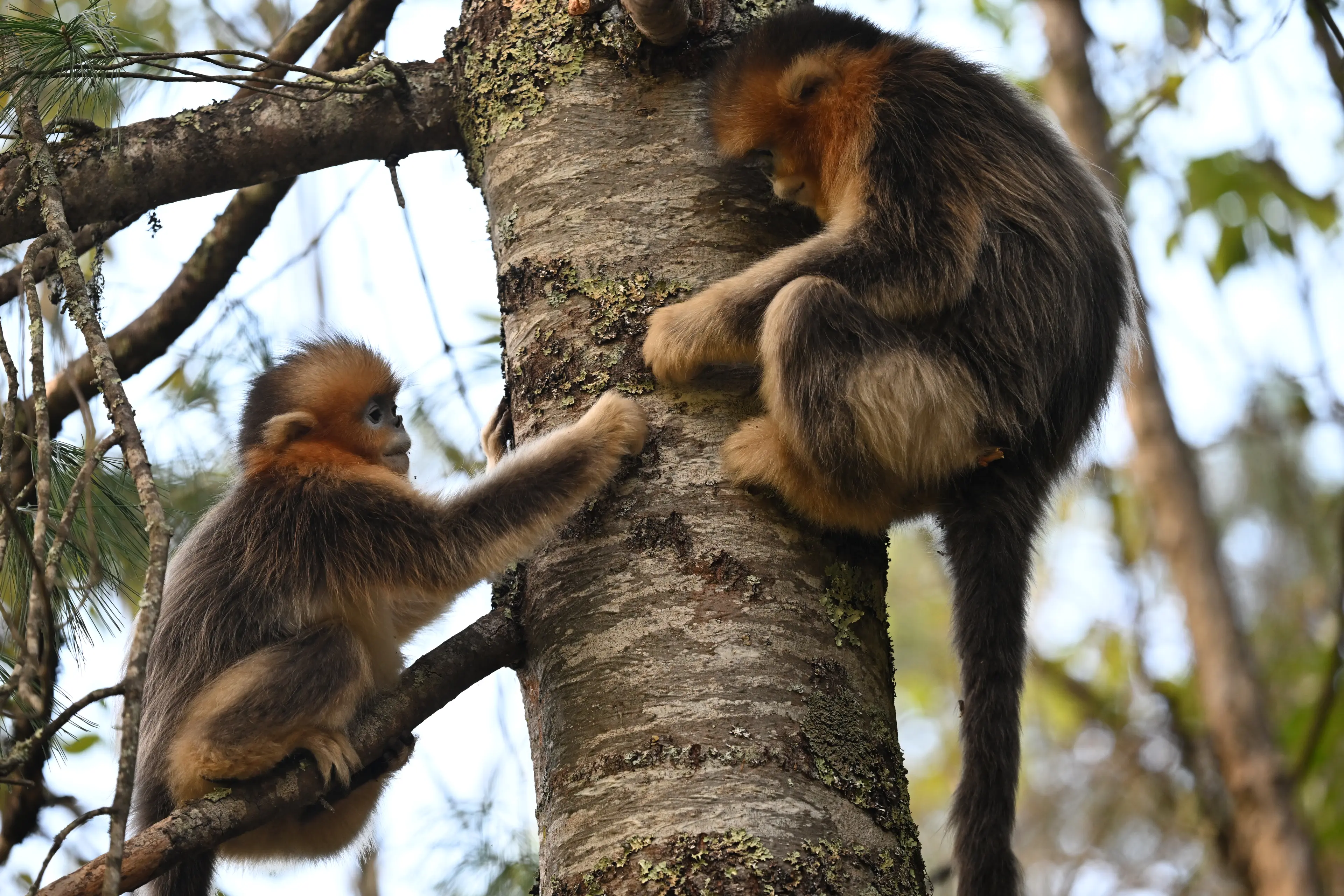 Golden snub-nosed monkey at Sichuan