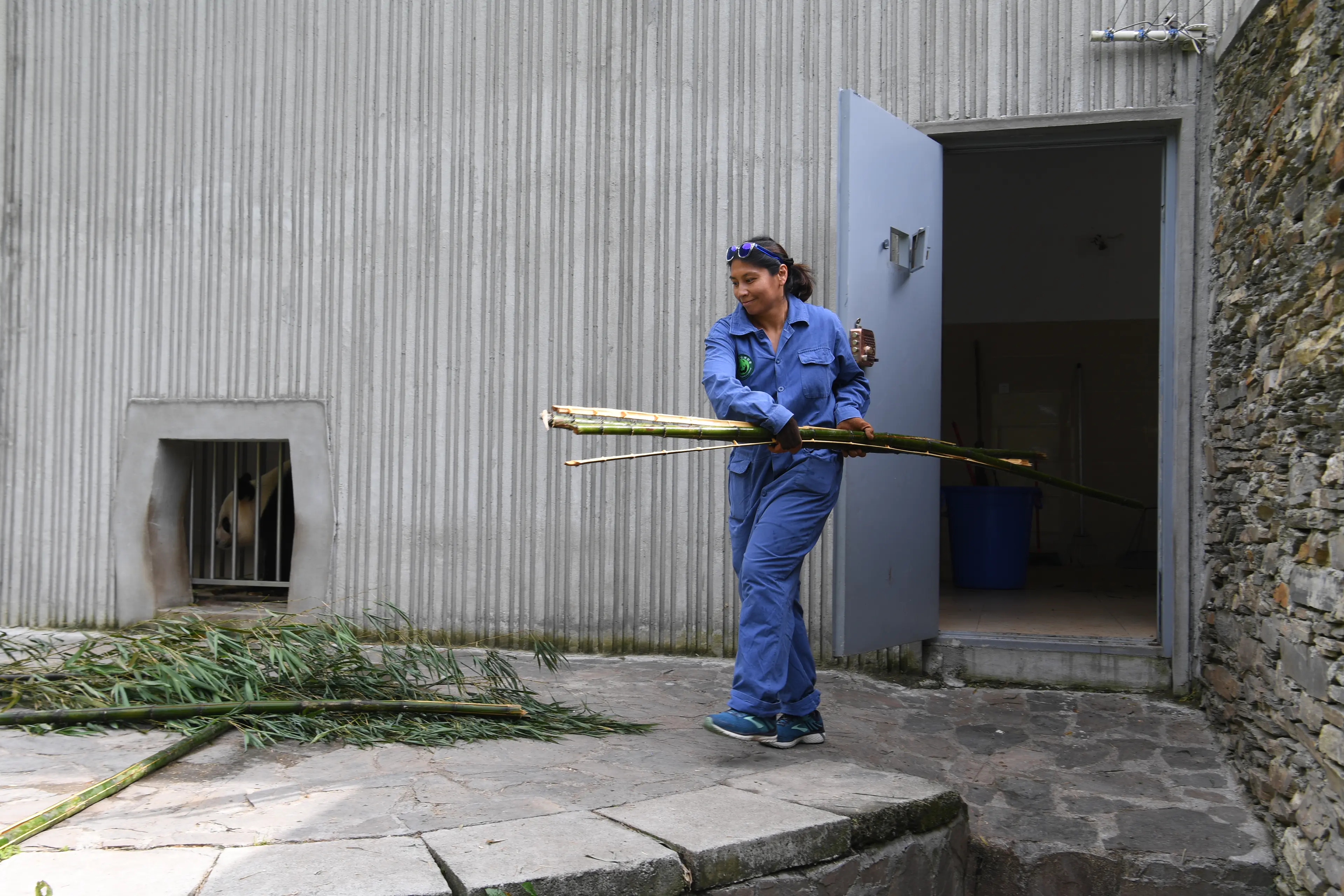 Volunteer bamboo prep at Wolong
