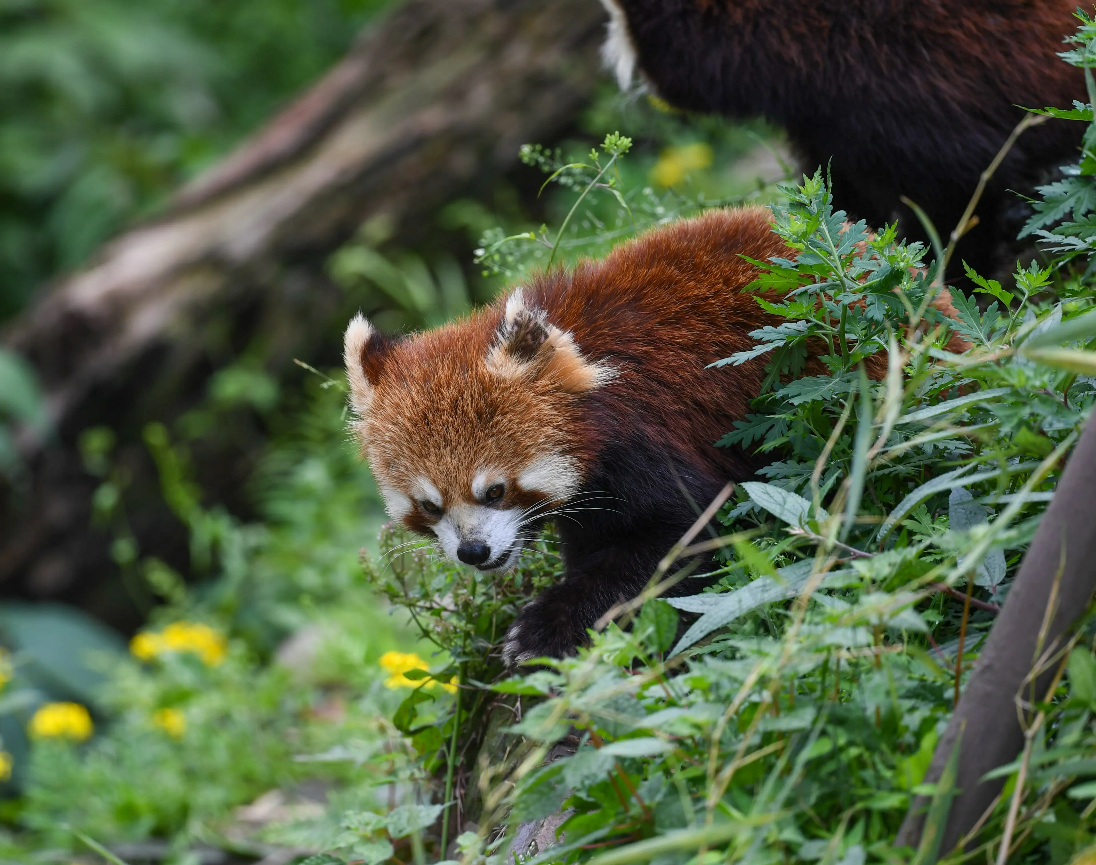 Red panda at Labahe (2)