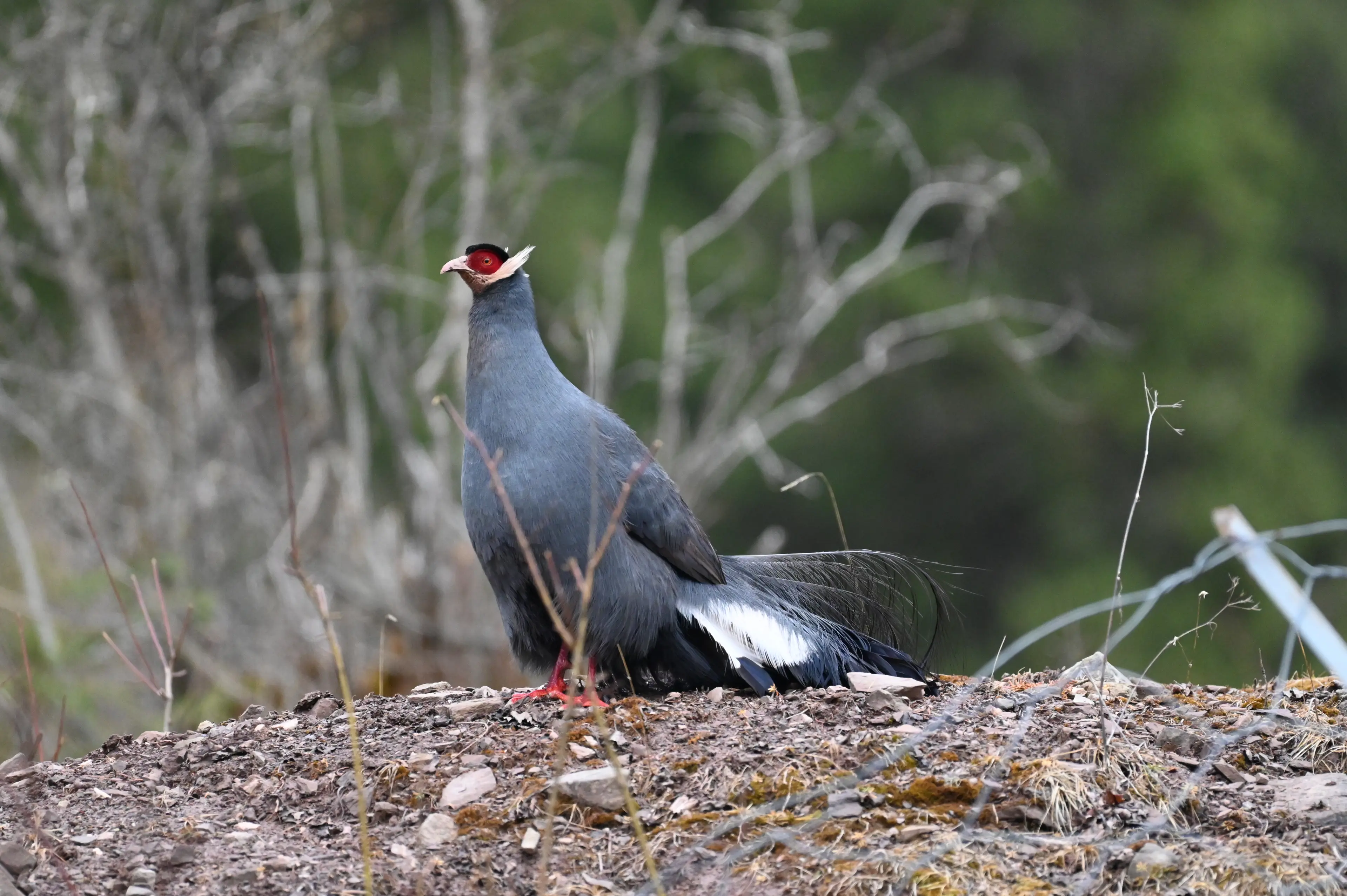 Blue-eared pheasant at Sichuan (2)