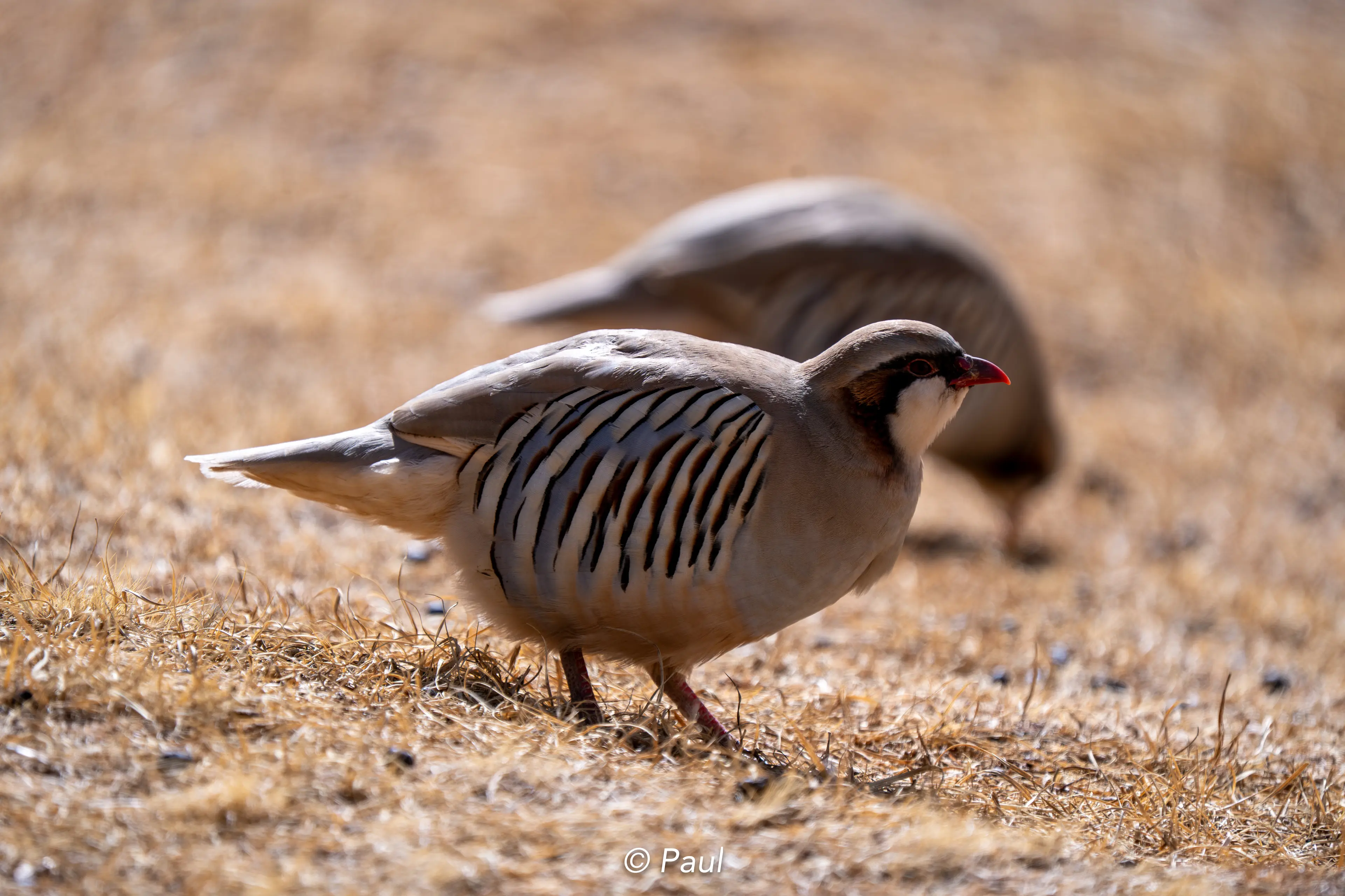 Przewalski's partridge at Qinghai
