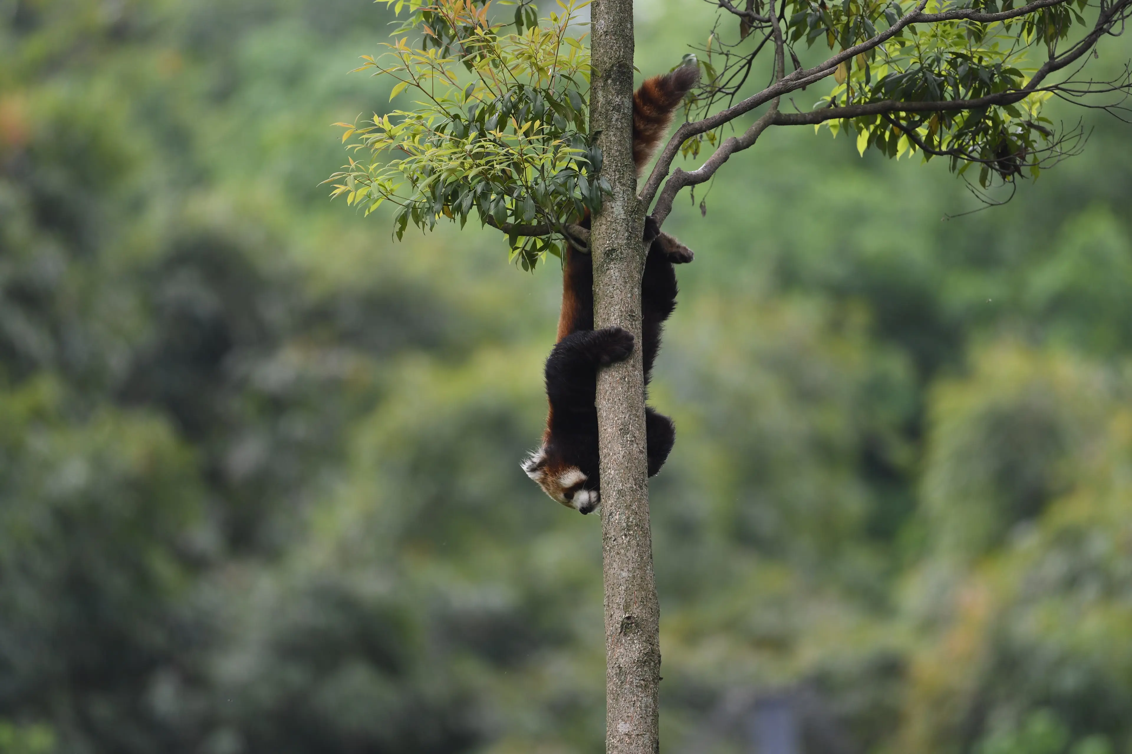 Red panda at Sichuan (4)