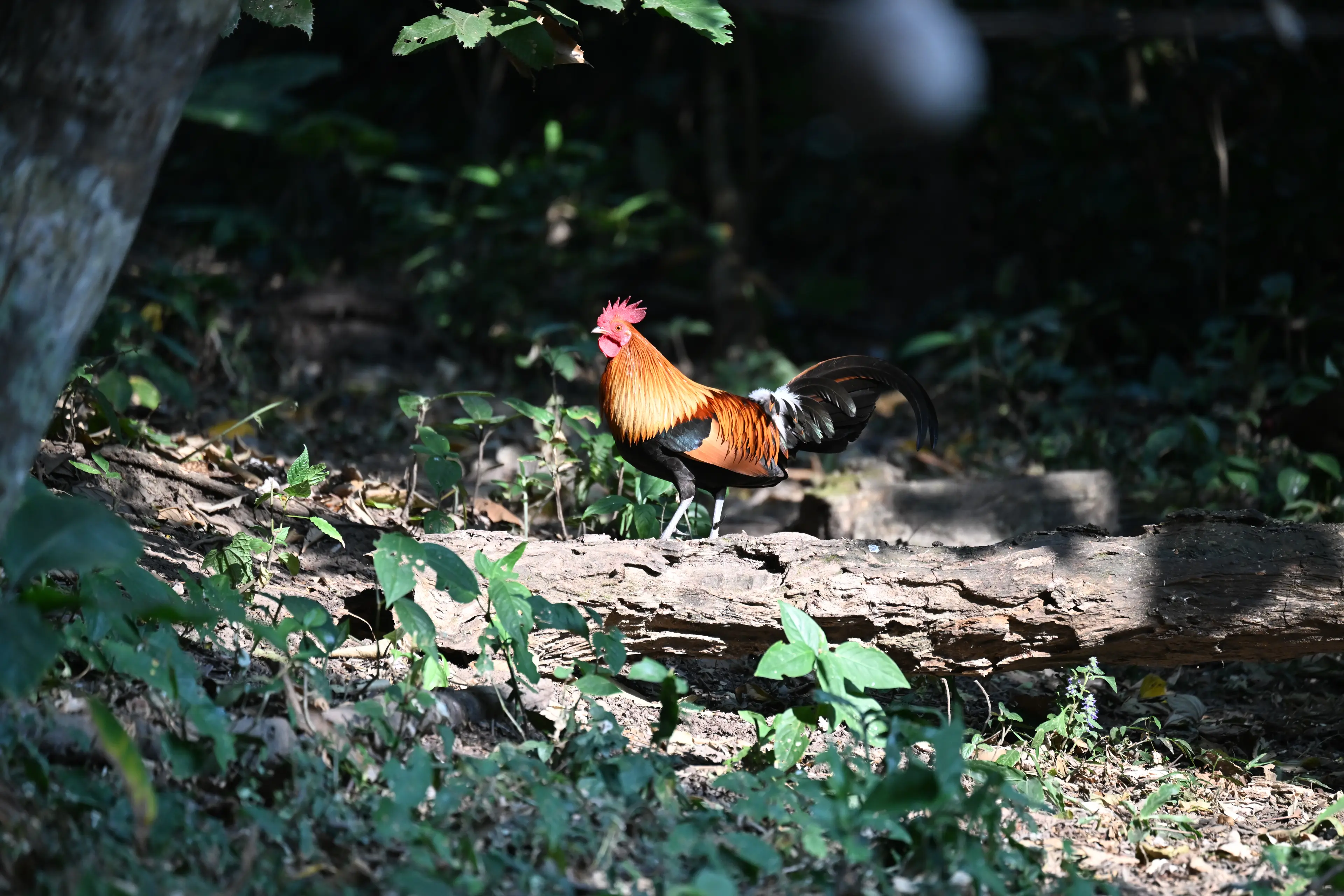 Red junglefowl at Yunnan