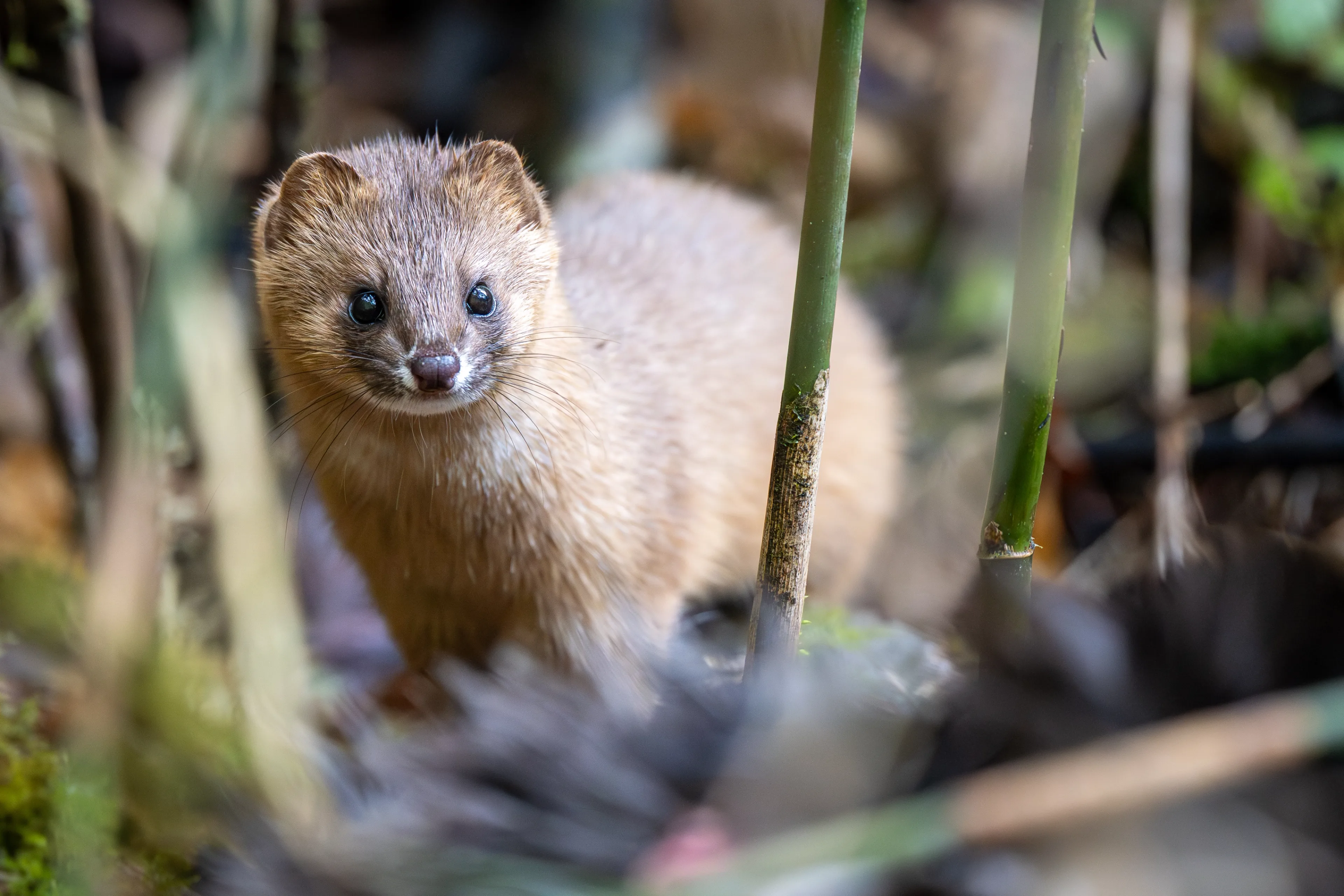 Close portrait of a Siberian weasel among bamboo stalks on the forest floor.