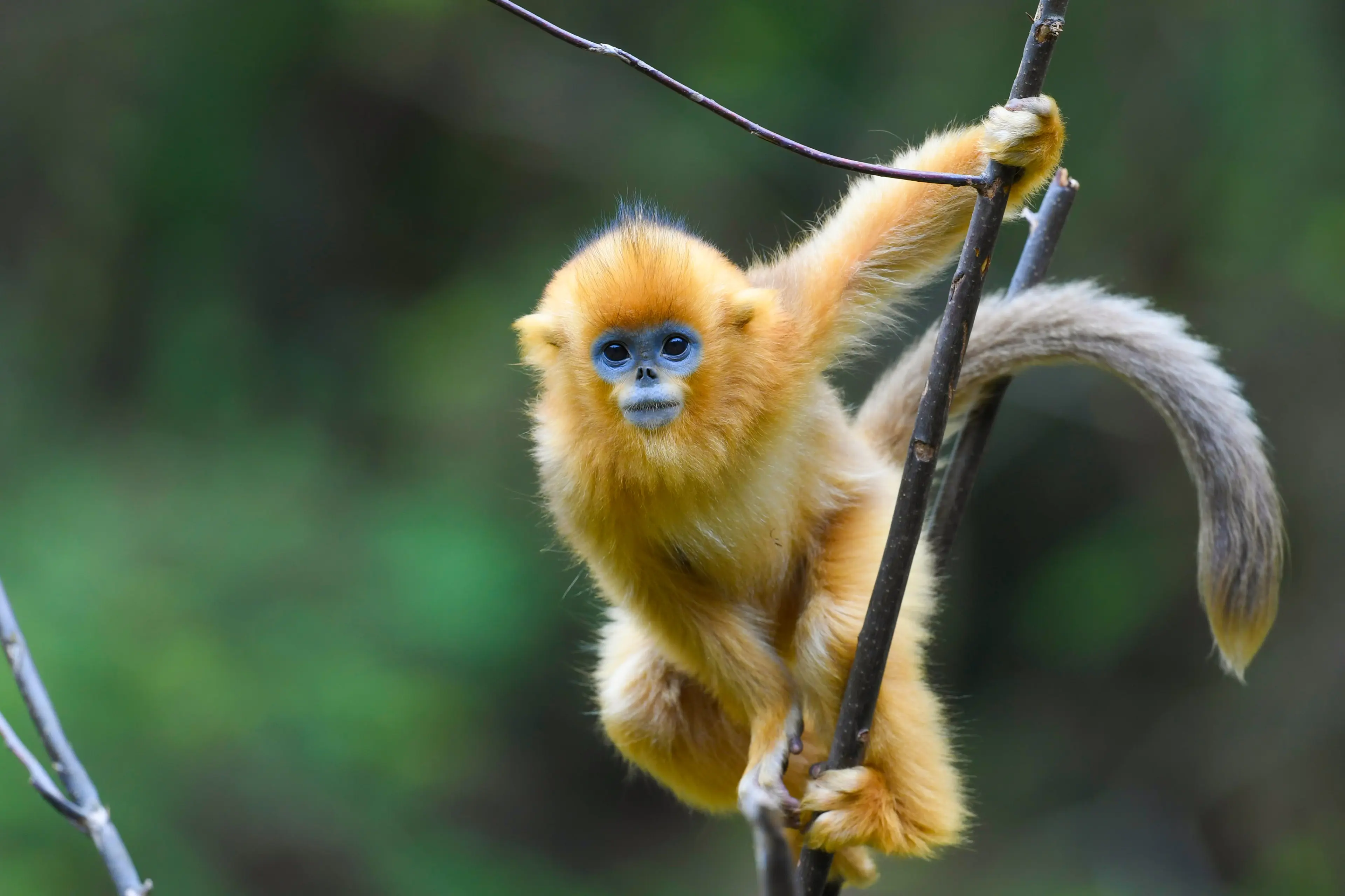 Golden snub-nosed monkey at Sichuan, climbing