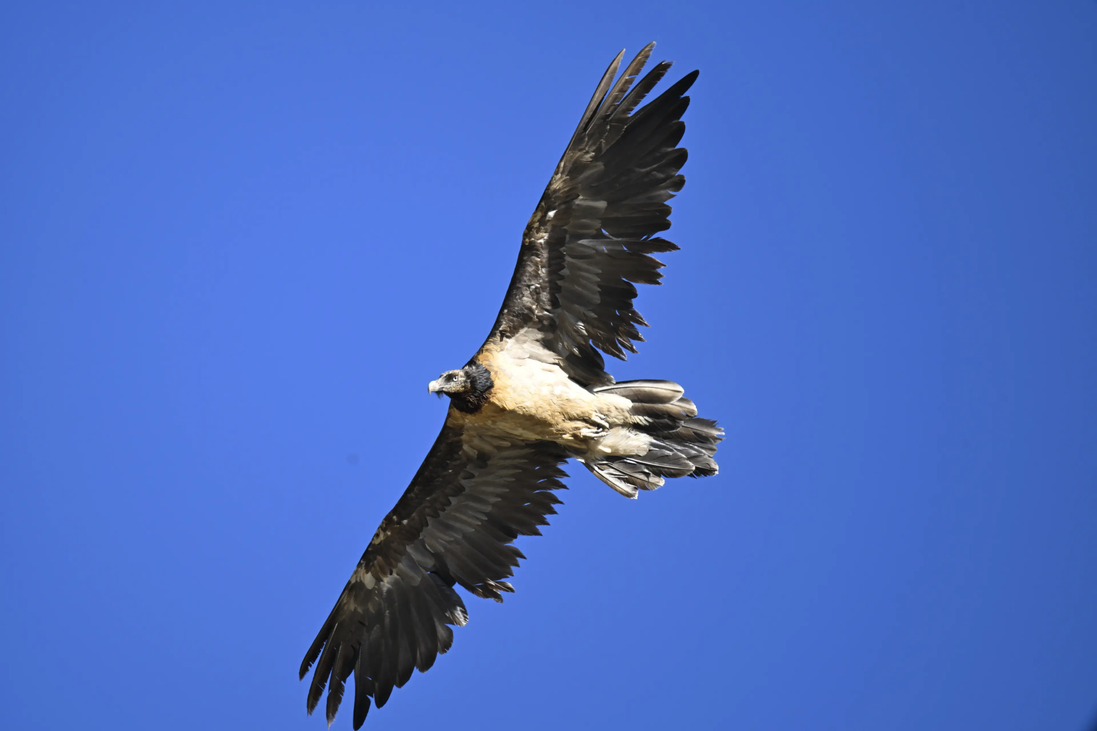 Vulture at Sichuan