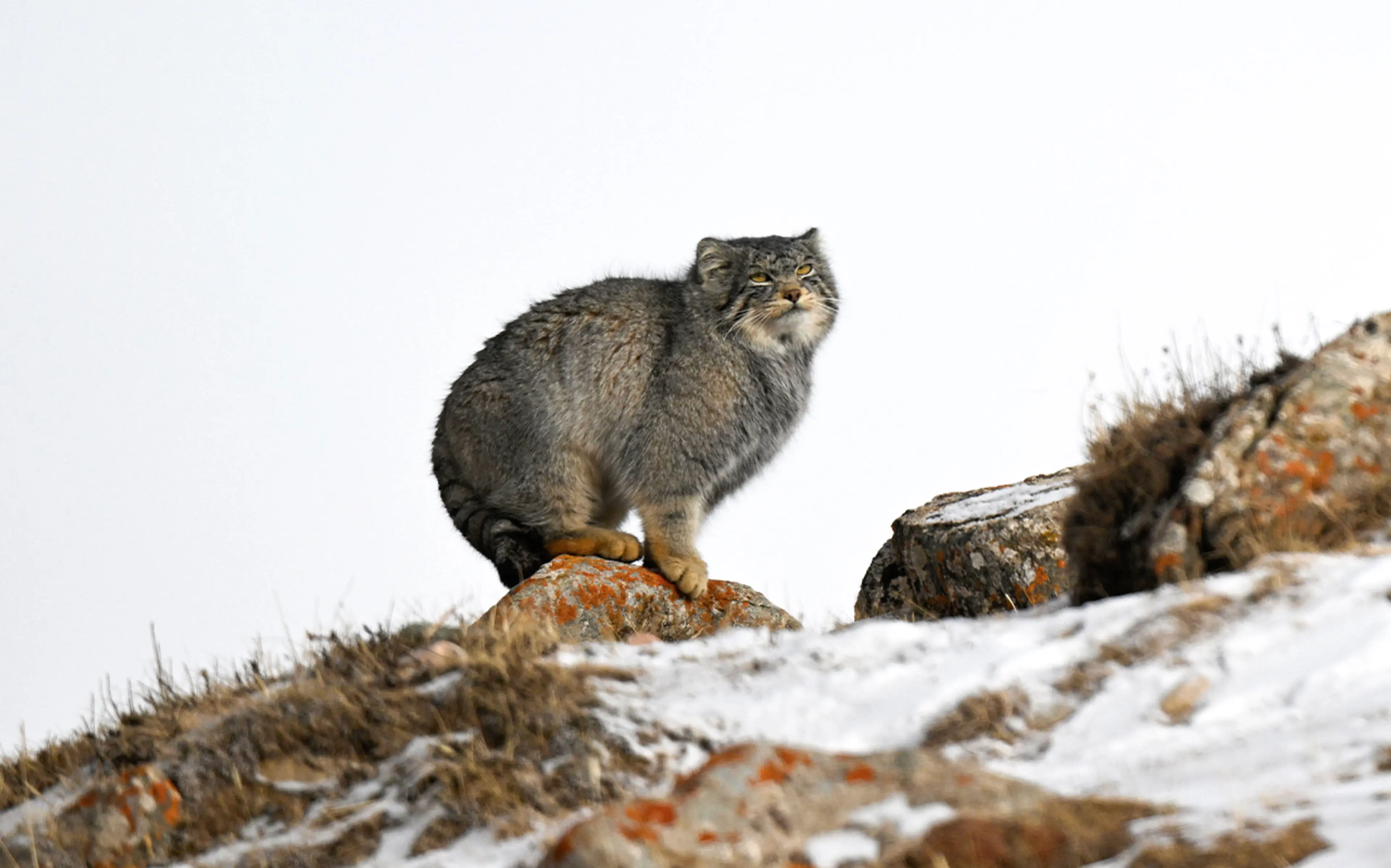 Pallas's cat at Sichuan