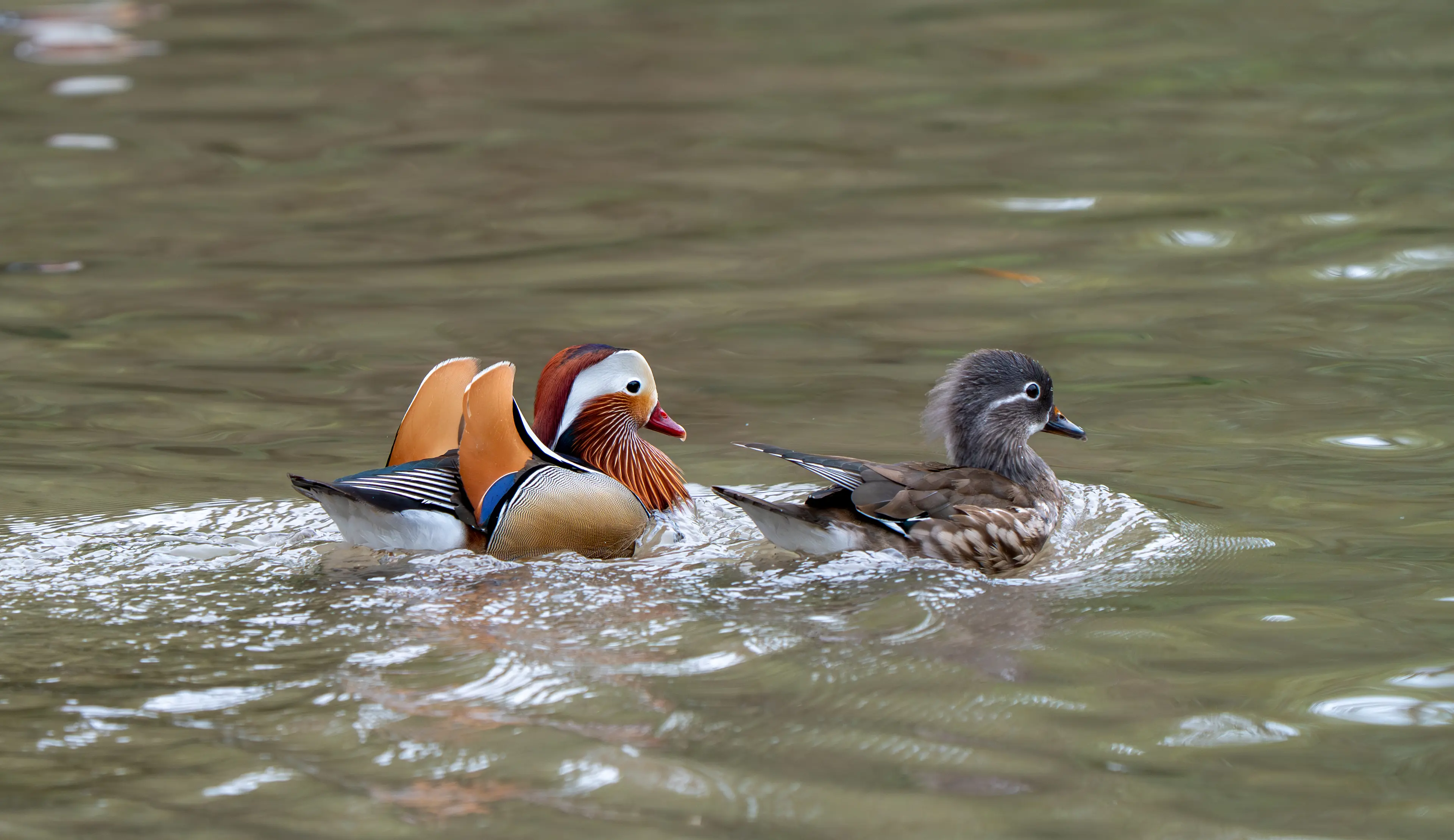 One of the symbols of traditional Chinese culture, the mandarin duck