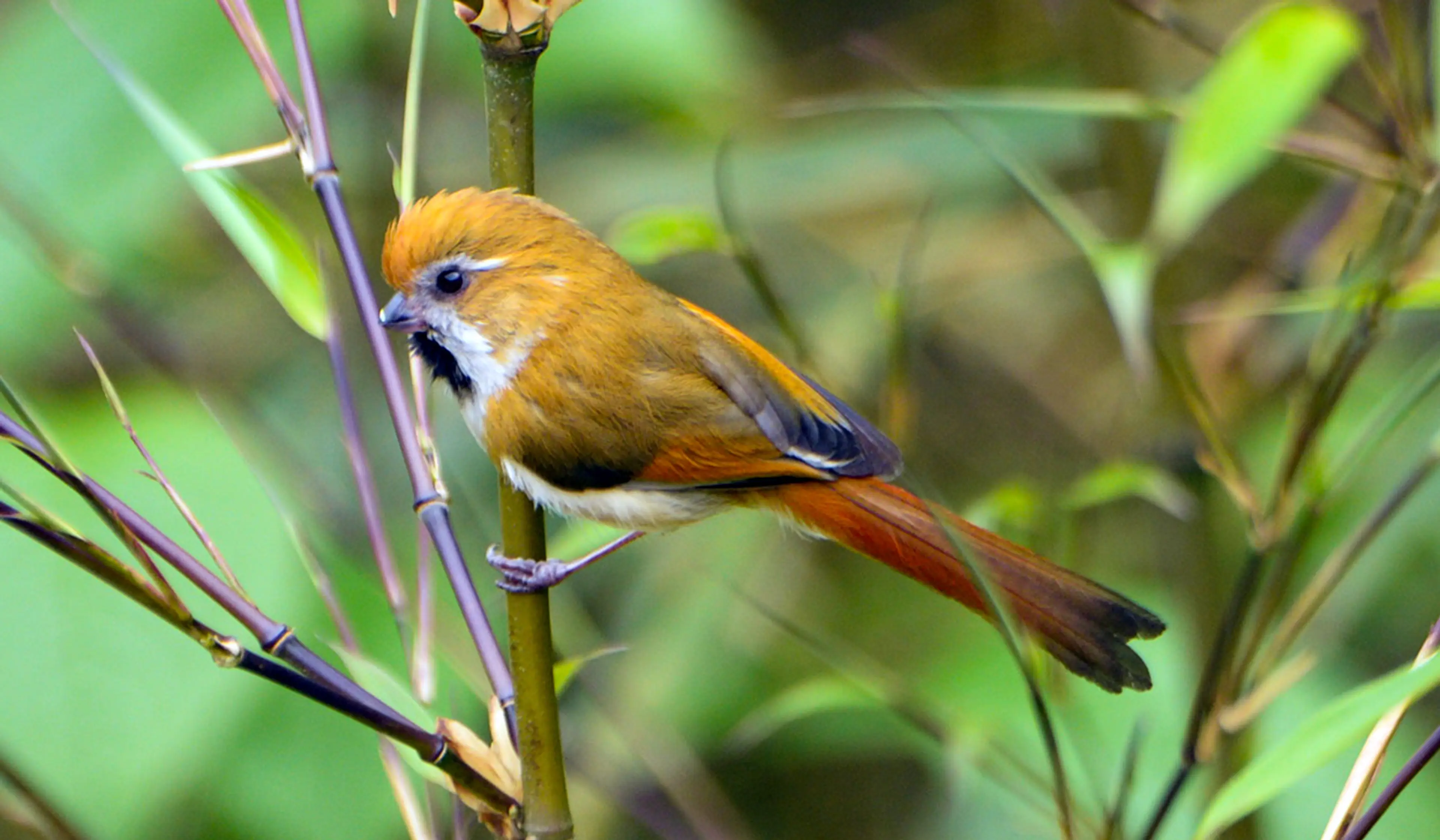 Parrotbill at Sichuan (3)