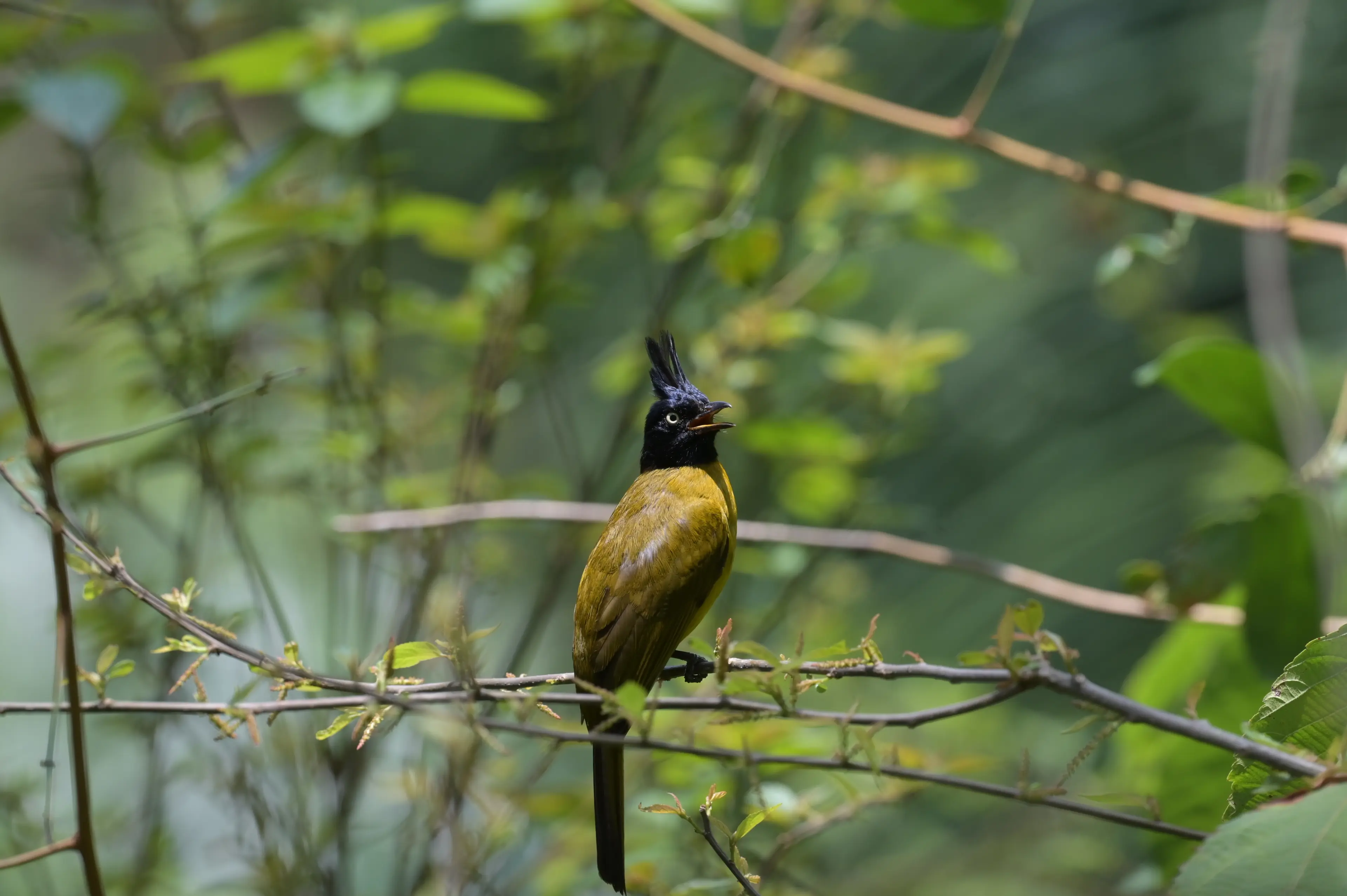 Black-crested bulbul at Yunnan