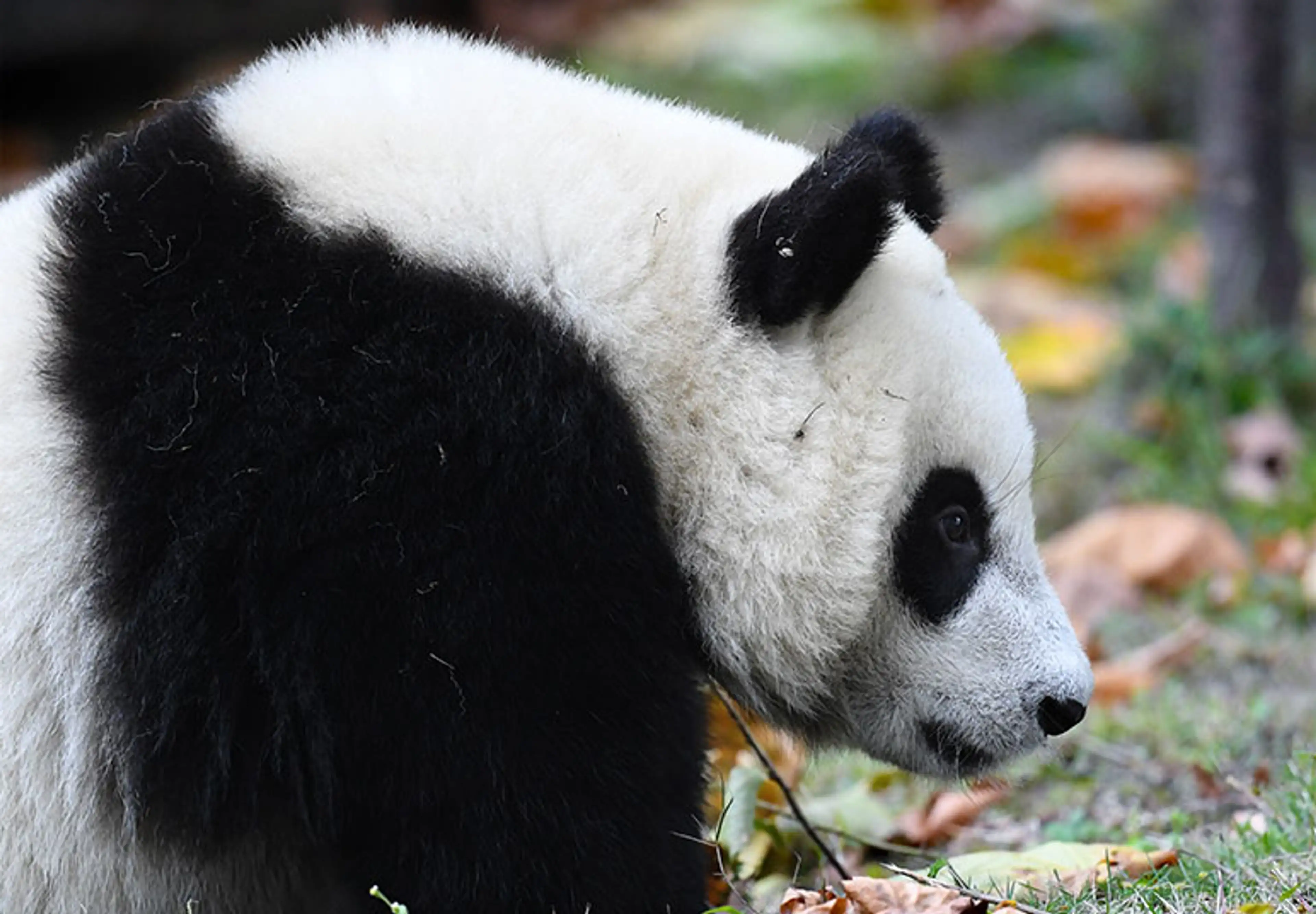 Giant panda at Sichuan, portrait