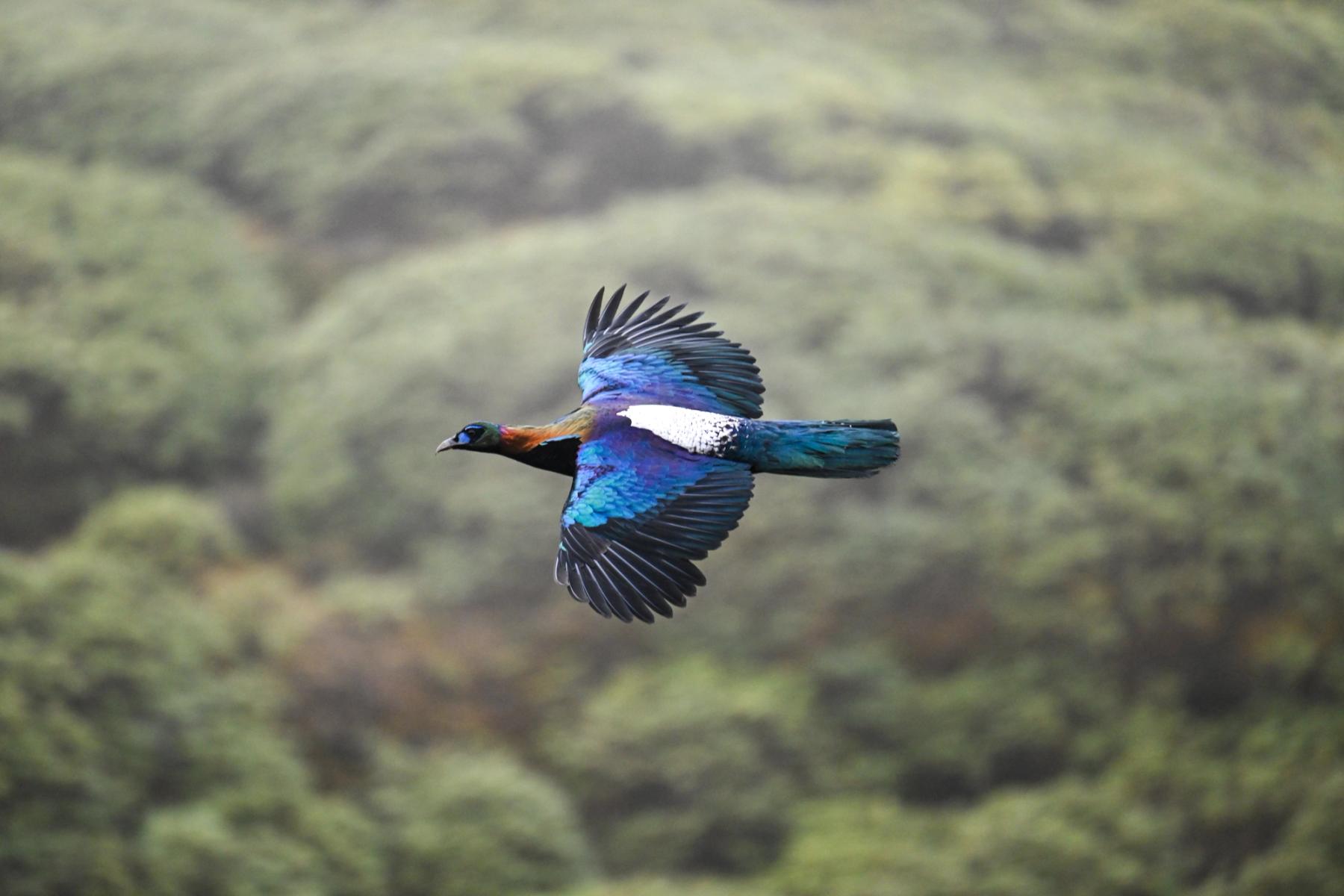 14 Days Sichuan Wildlife Trip | Absolute Panda