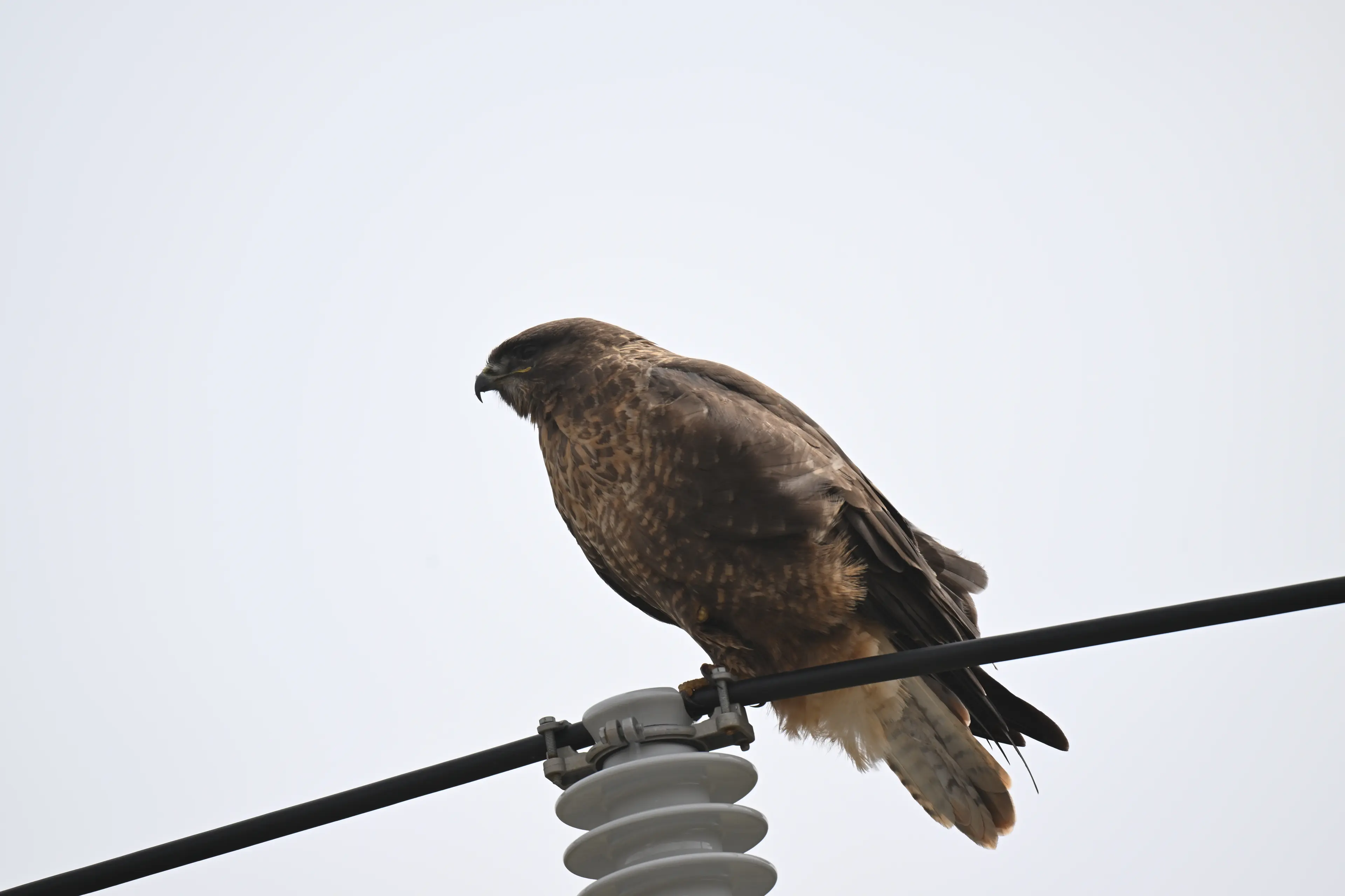 Upland buzzard at Hoh Xil