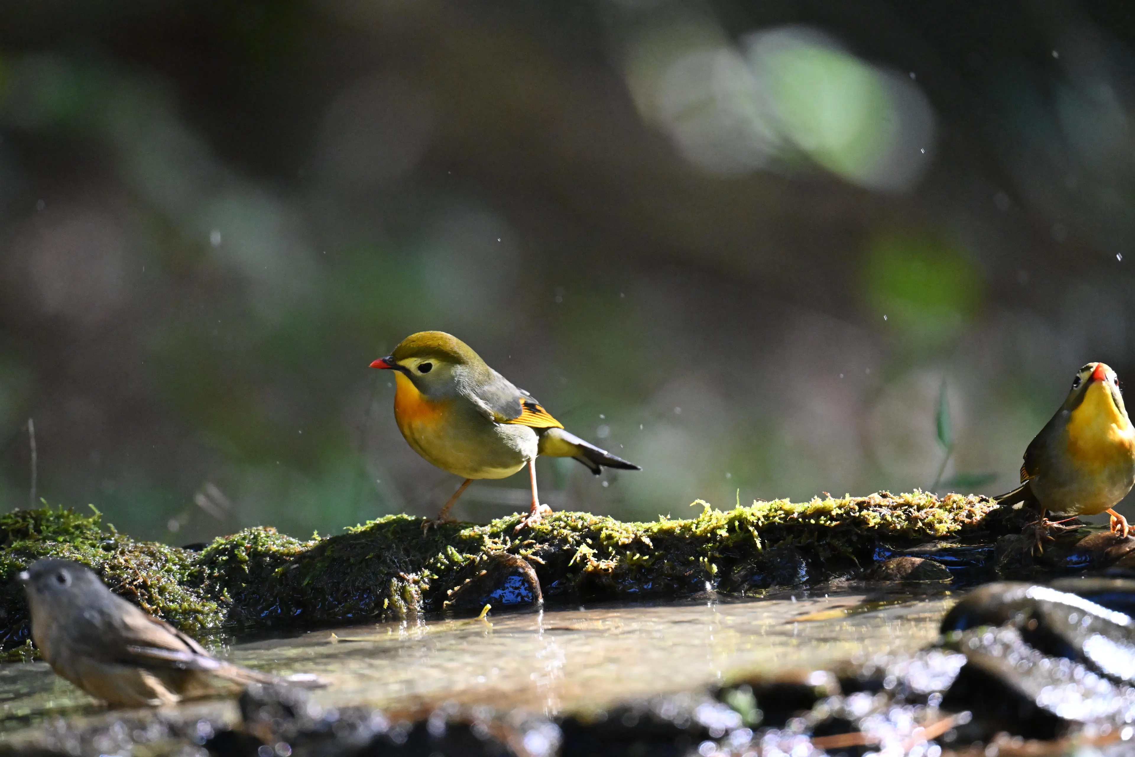 Songbird at Sichuan (2)