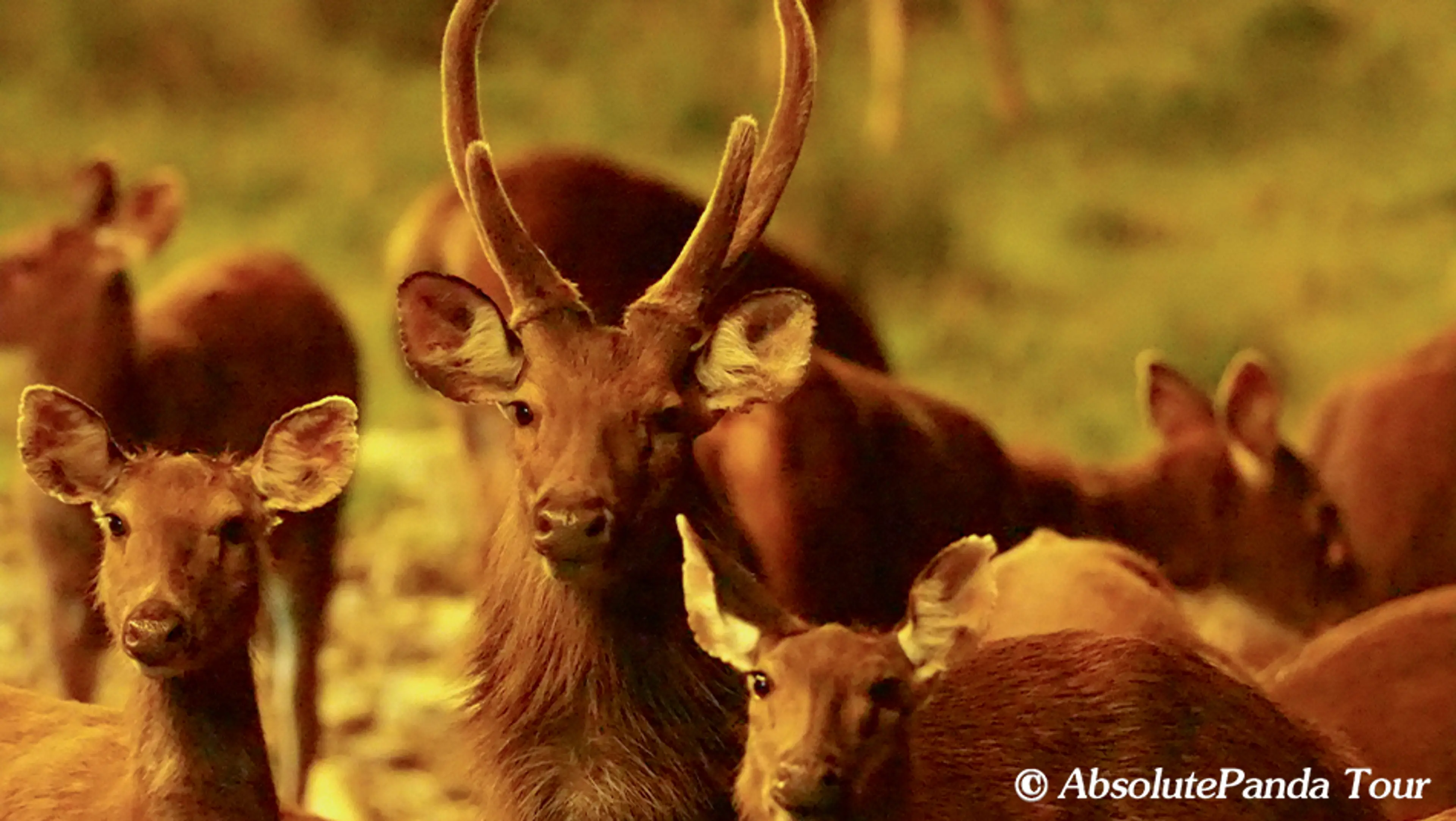 Sambar deer at Labahe