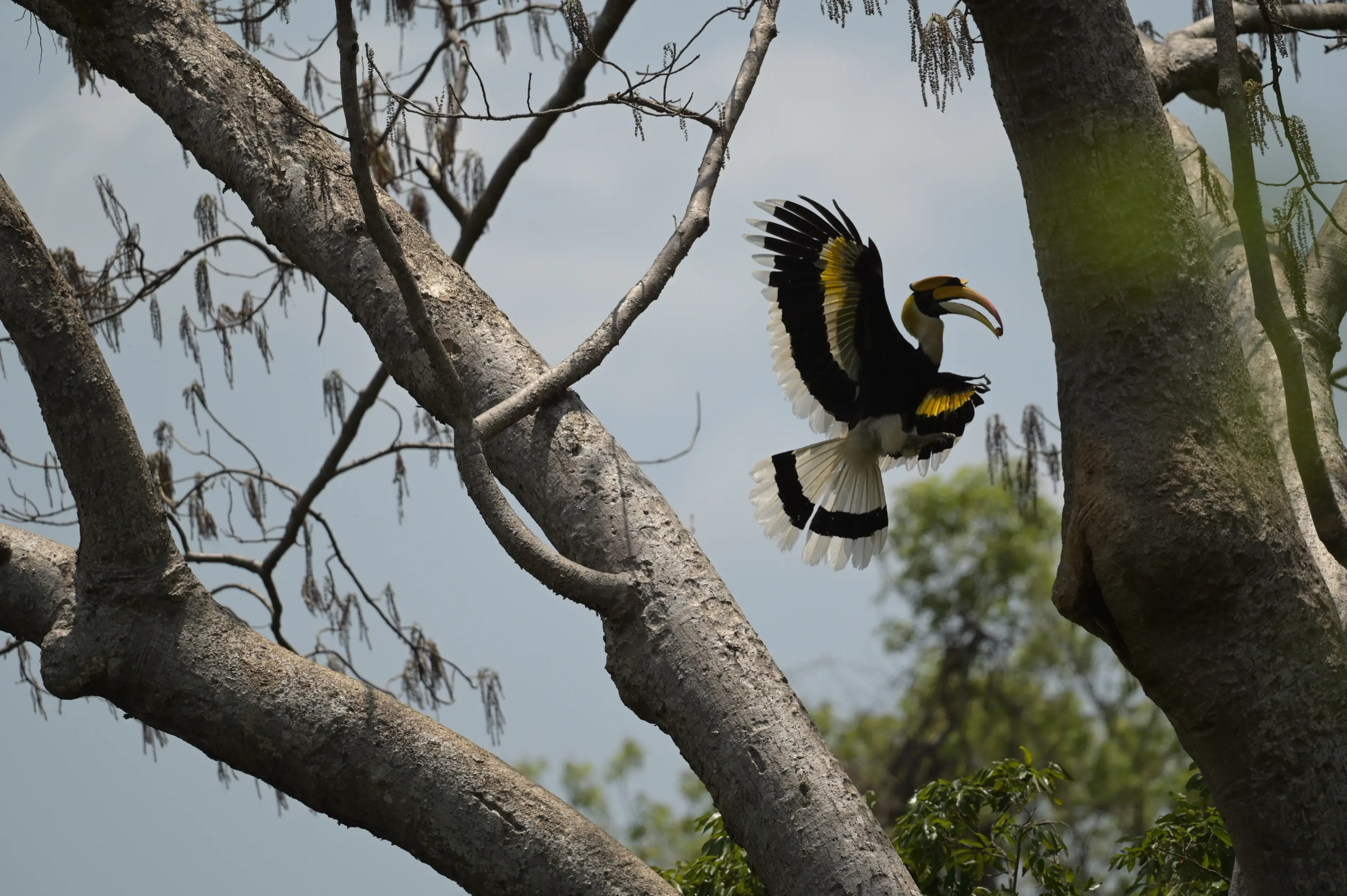 Great hornbill at Yunnan