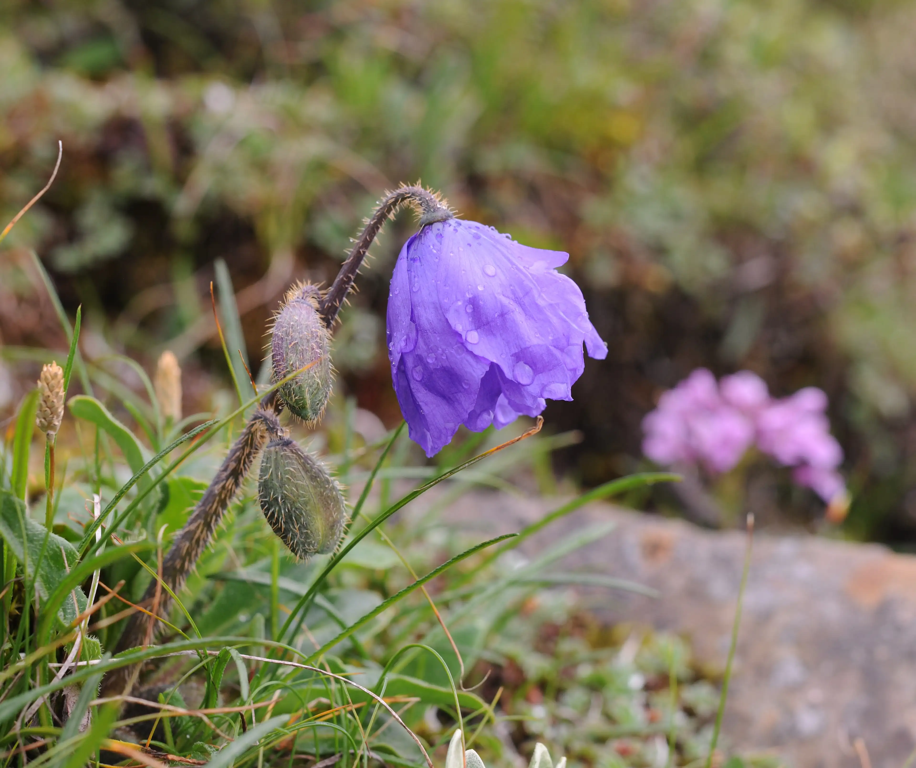 Meconopsis at Sichuan (2)