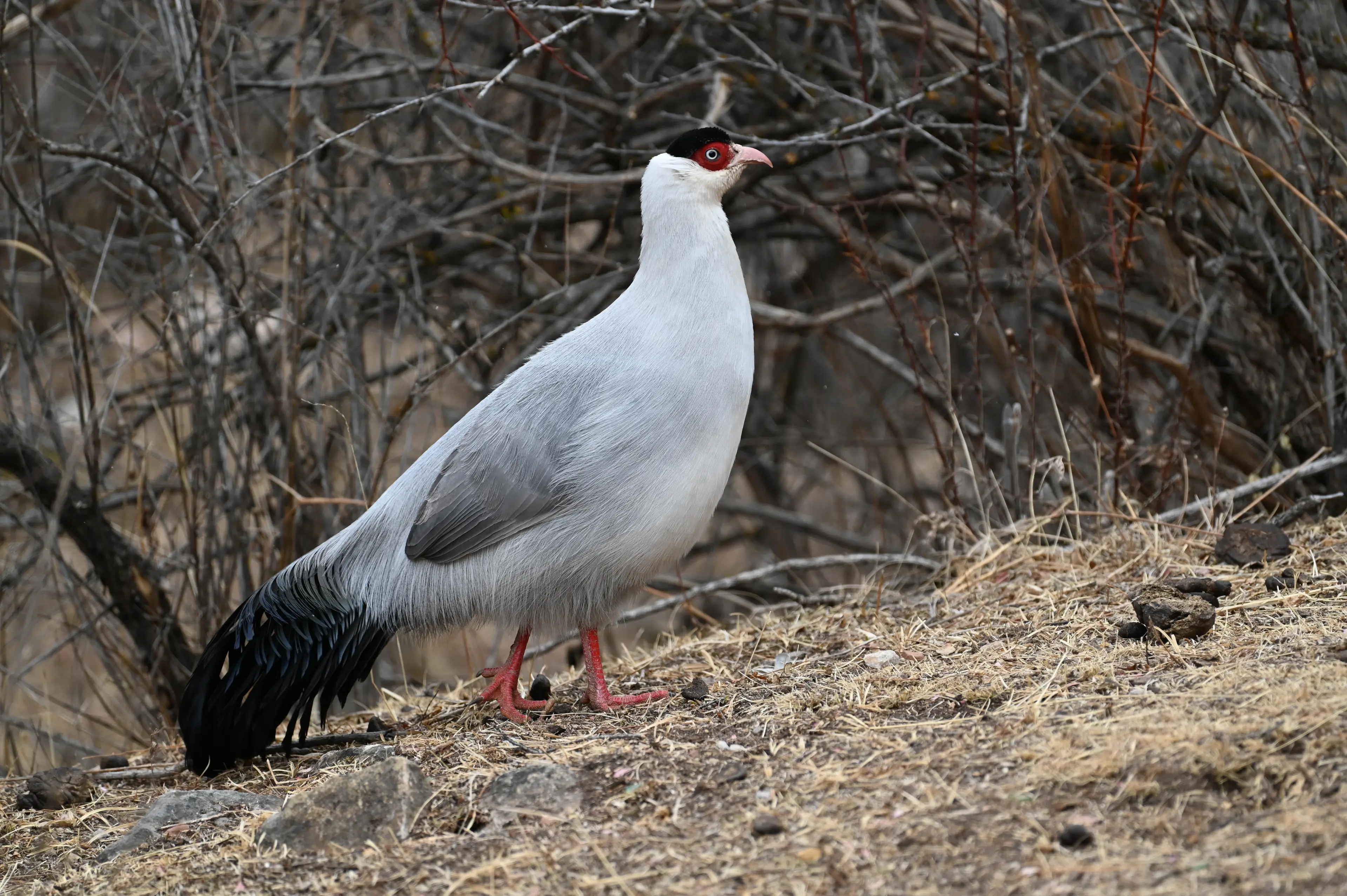 White-eared pheasant at Sichuan (2)