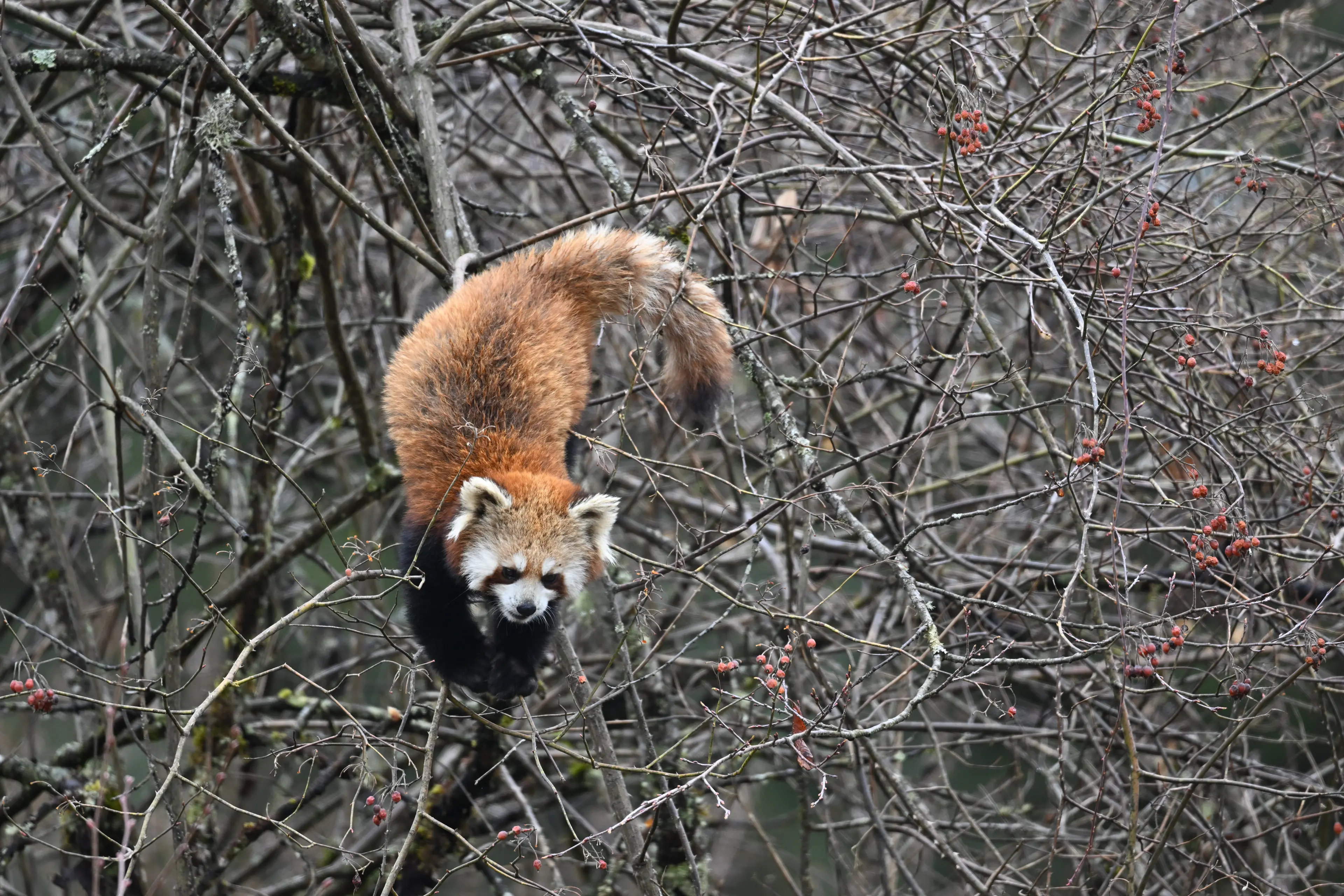 Red panda at Sichuan
