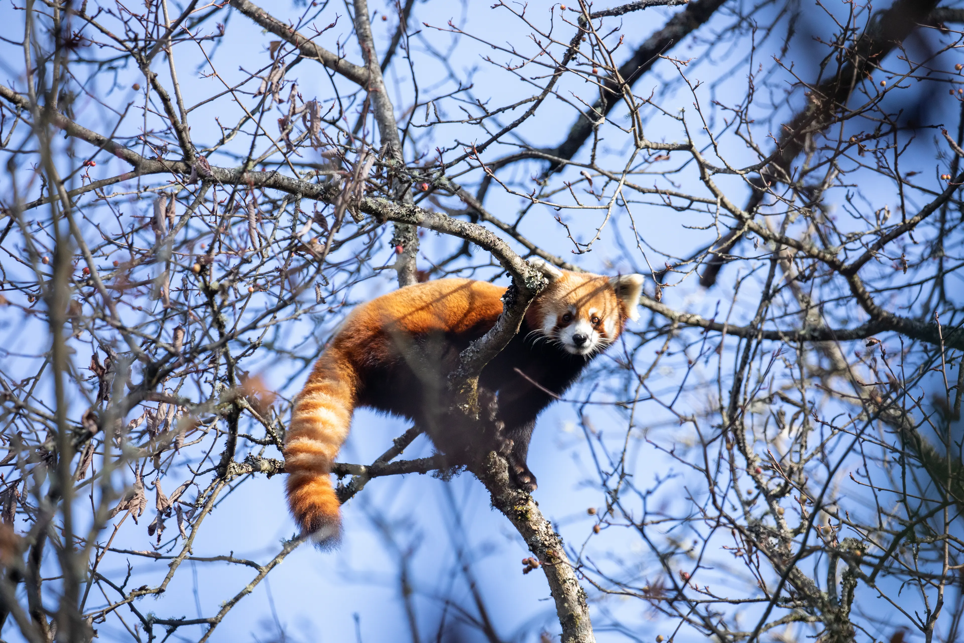 Red panda at Jiajinshan (2)