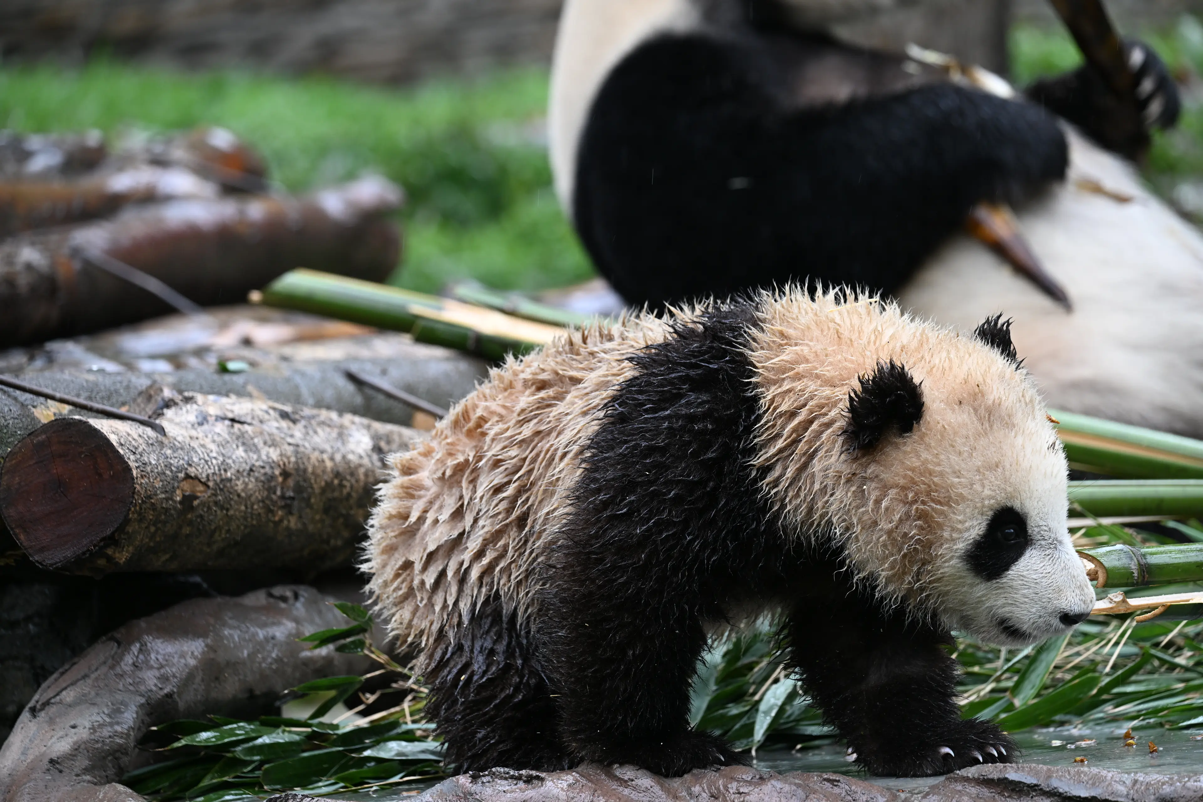 Giant panda at Sichuan (2)
