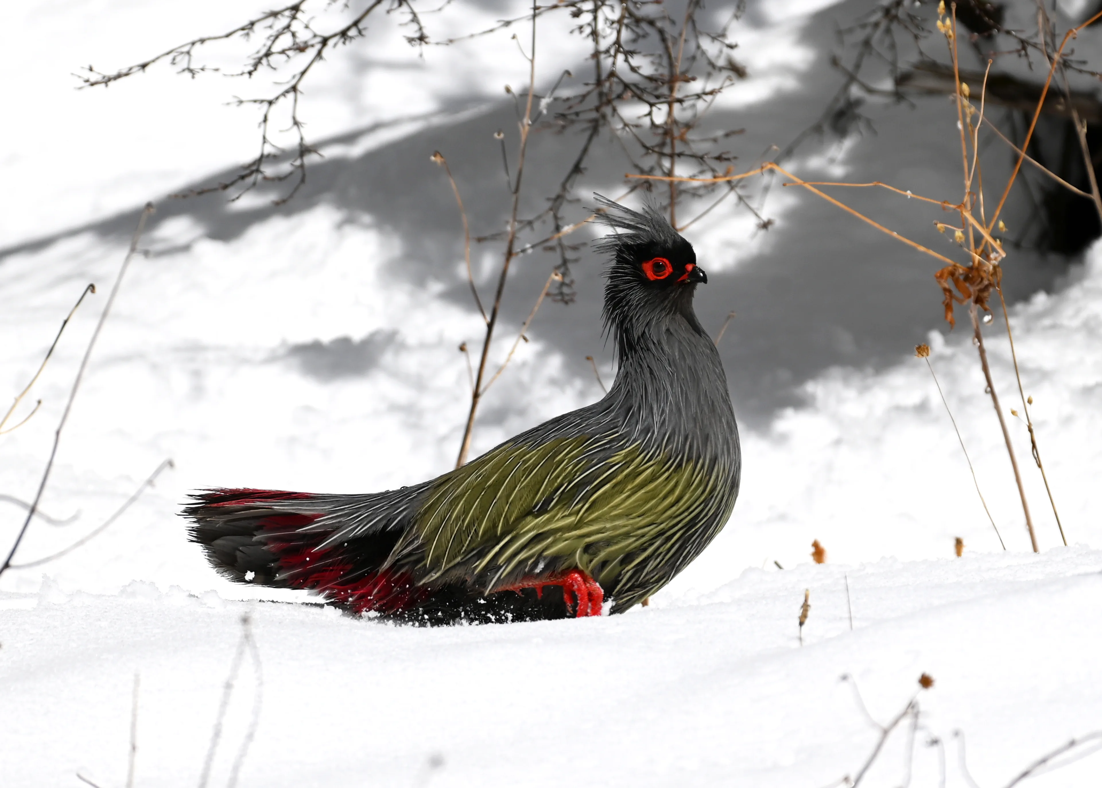 blood pheasant stand in the snow mountain