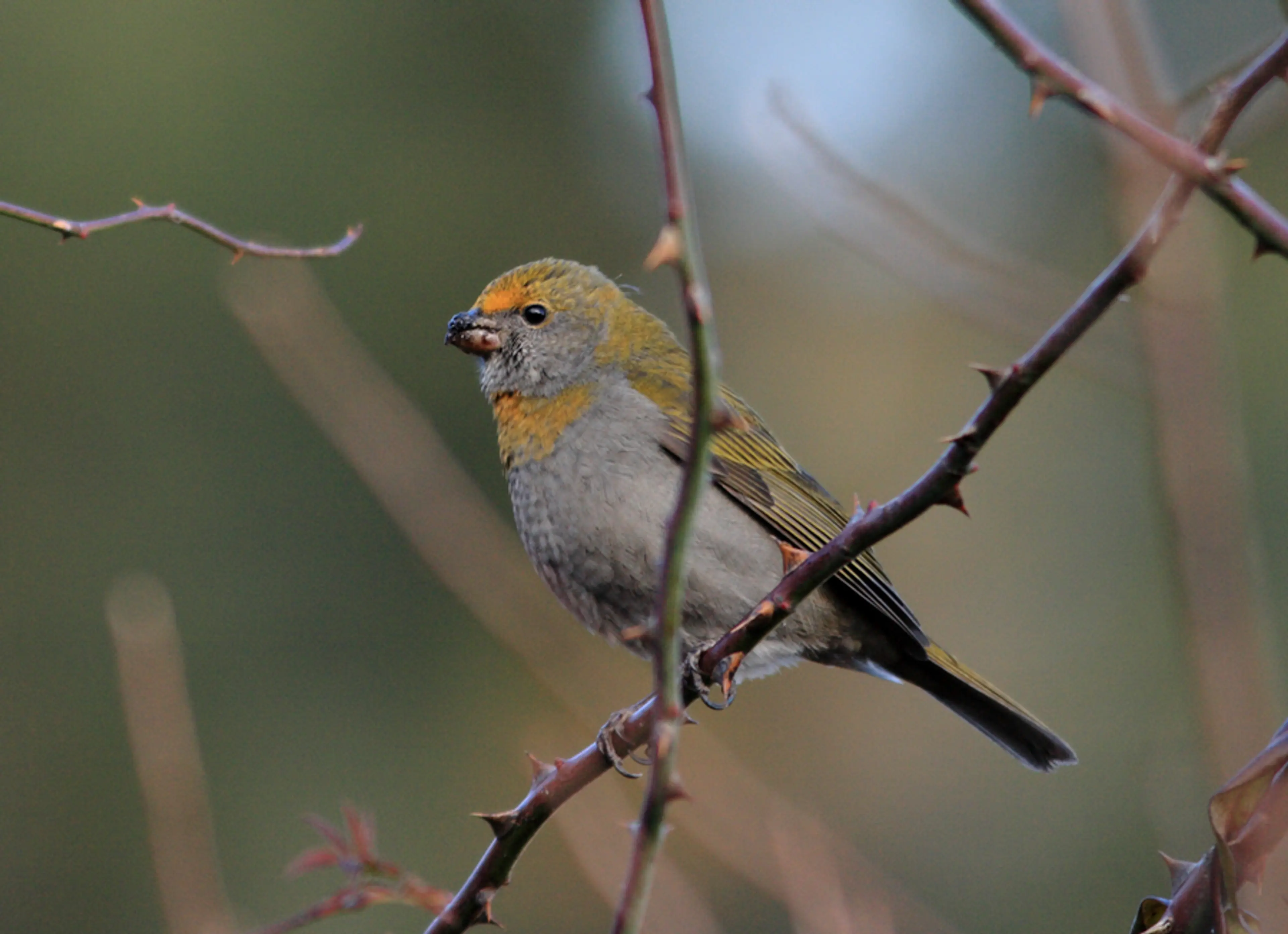 Crimson-browed finch at Yunnan