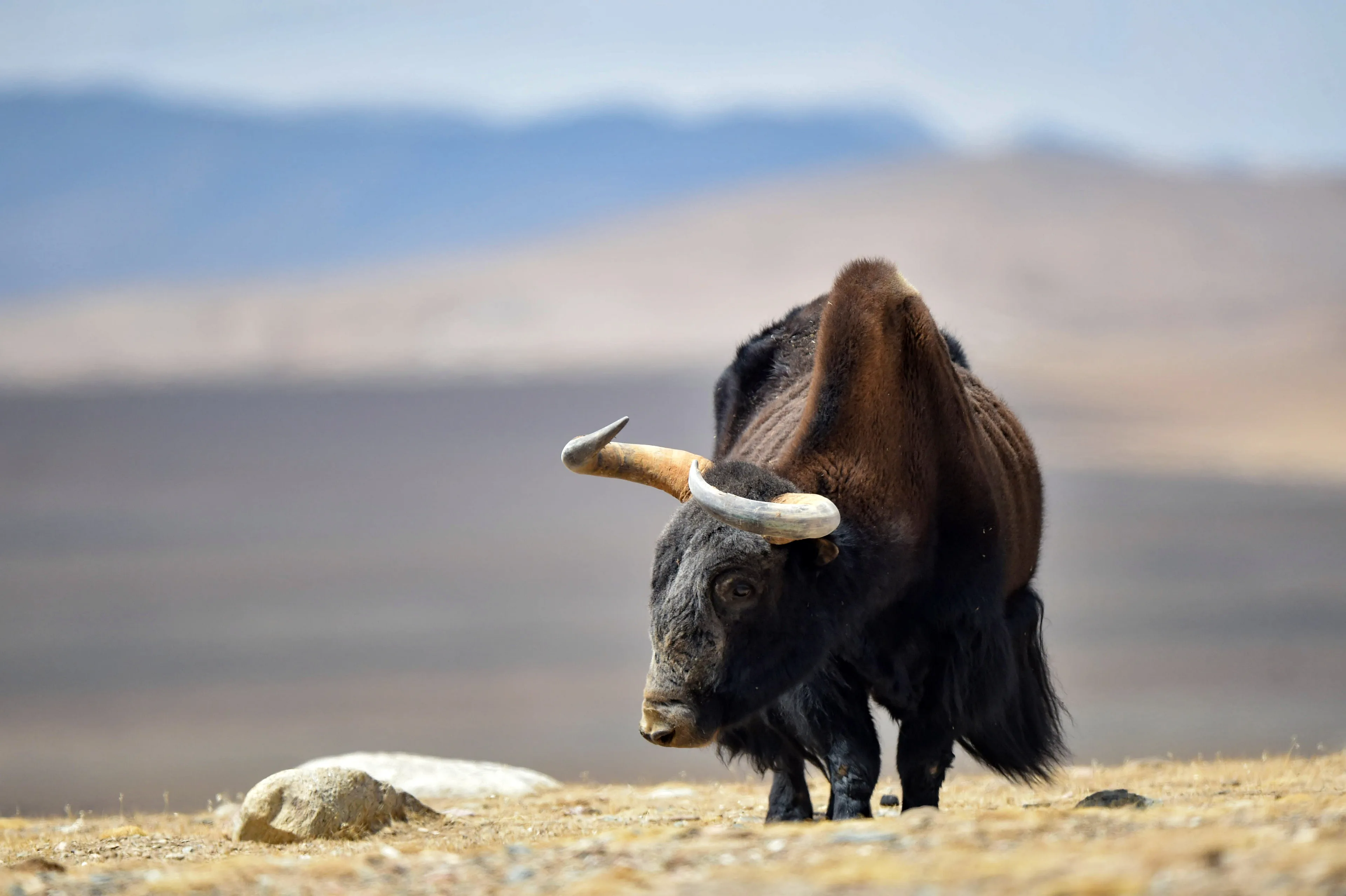 A close-up of a wild yak