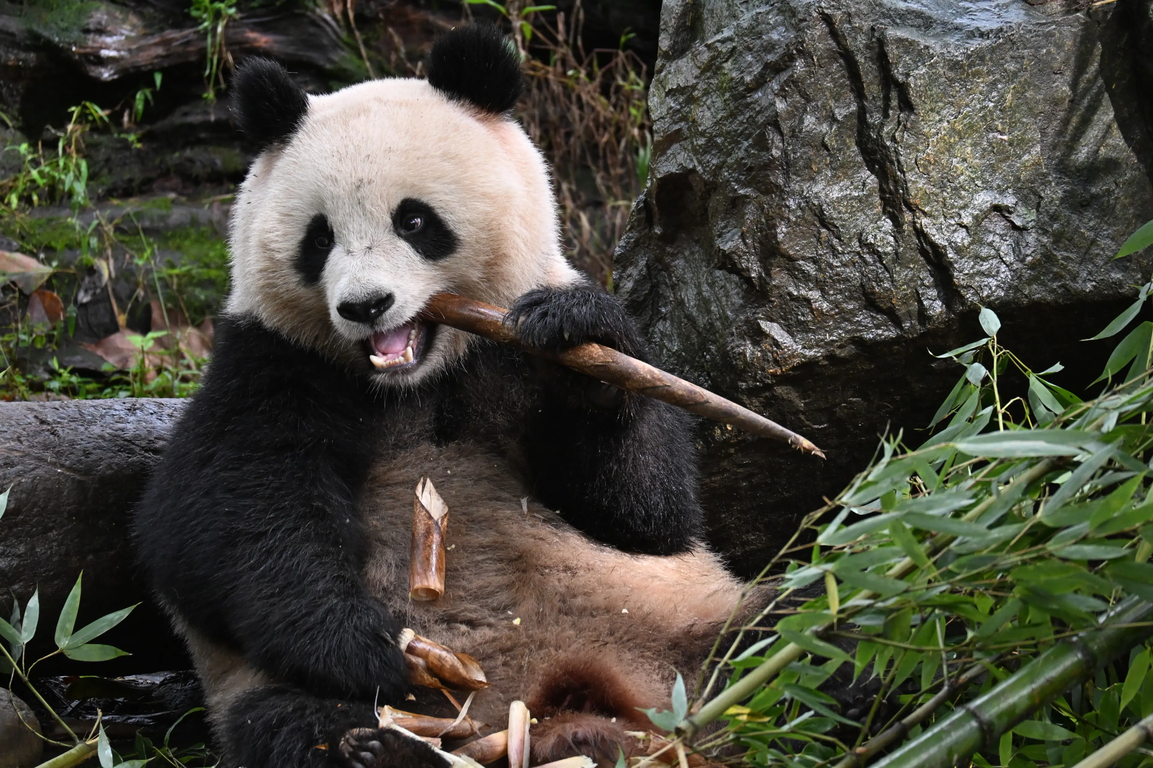 Giant panda at Wolong