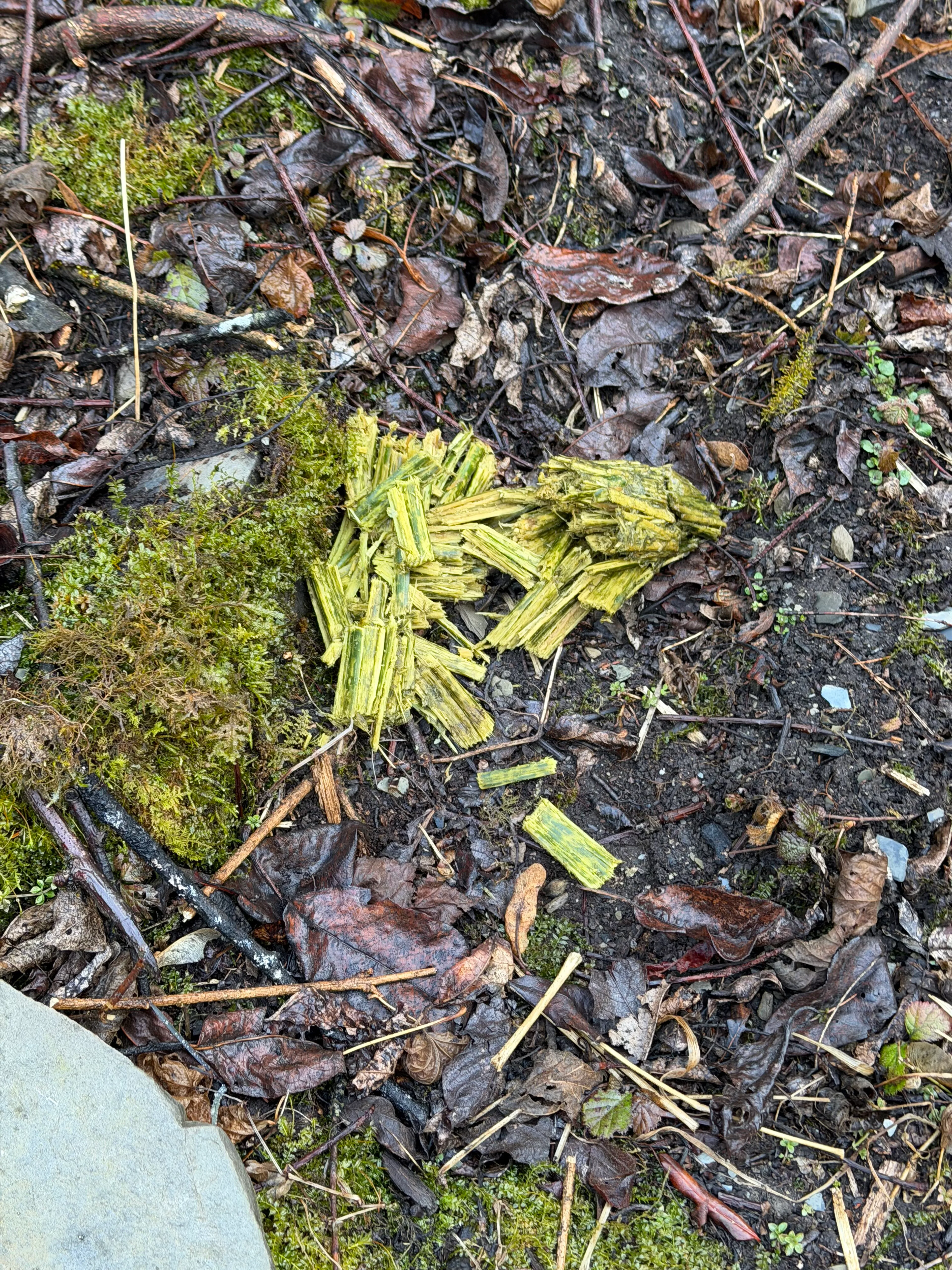 Fresh giant panda scat of yellowish-green bamboo fibers on the forest floor near a creek.