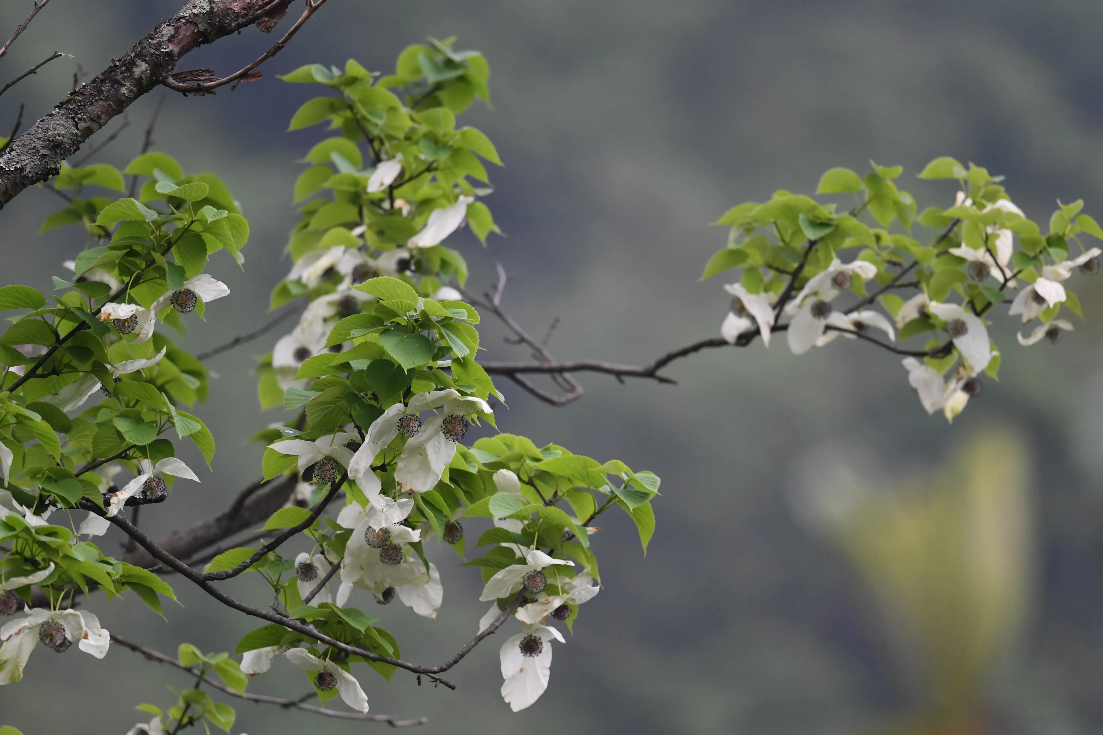 Dove tree at Sichuan