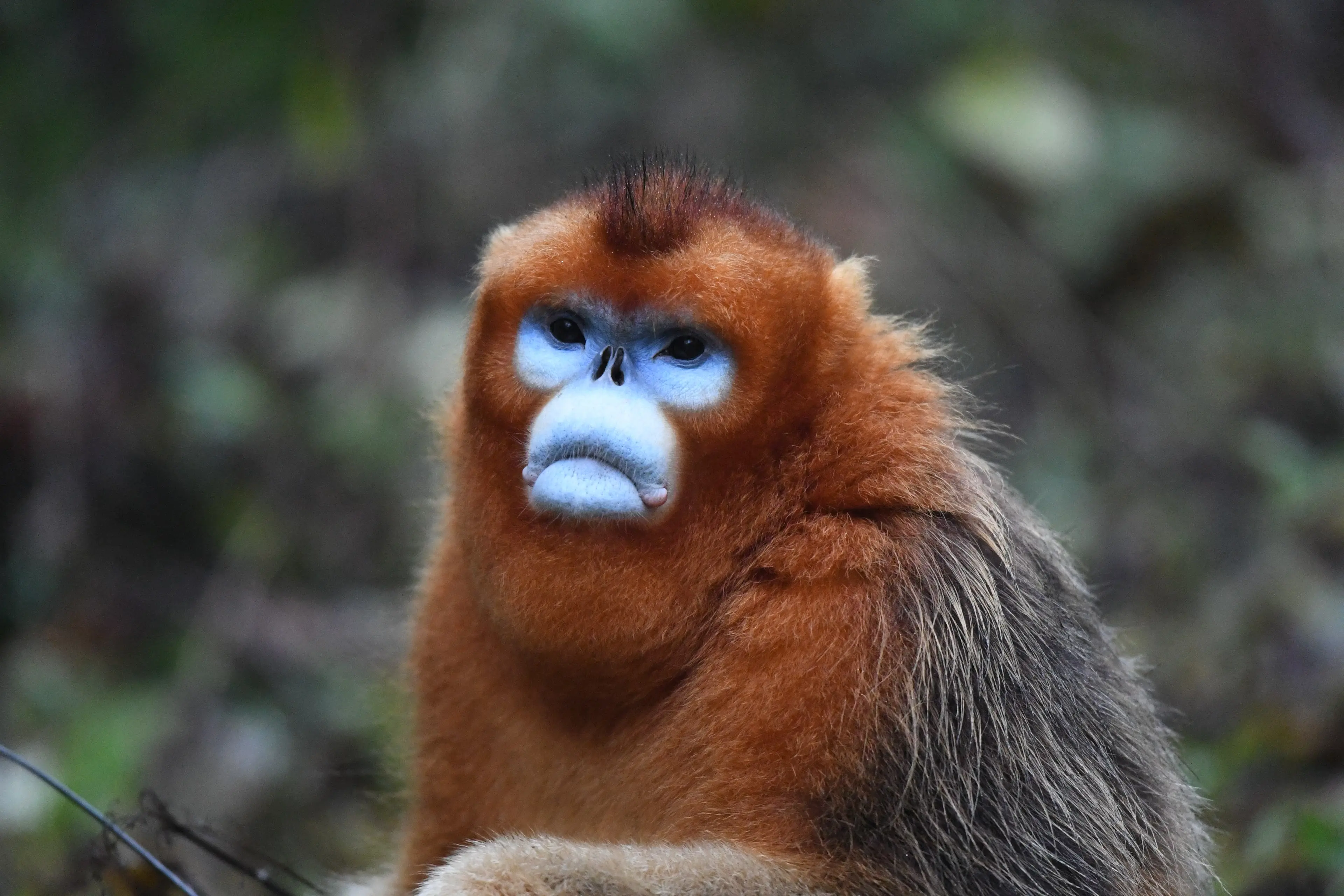 Golden snub-nosed monkey at Baihe, portrait