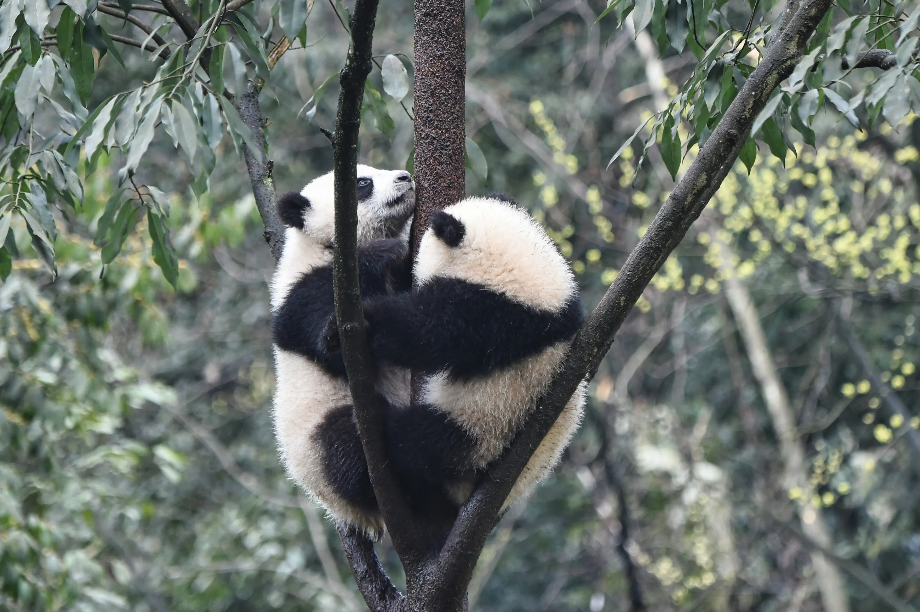 Giant panda at Ya'an Bifengxia, juvenile
