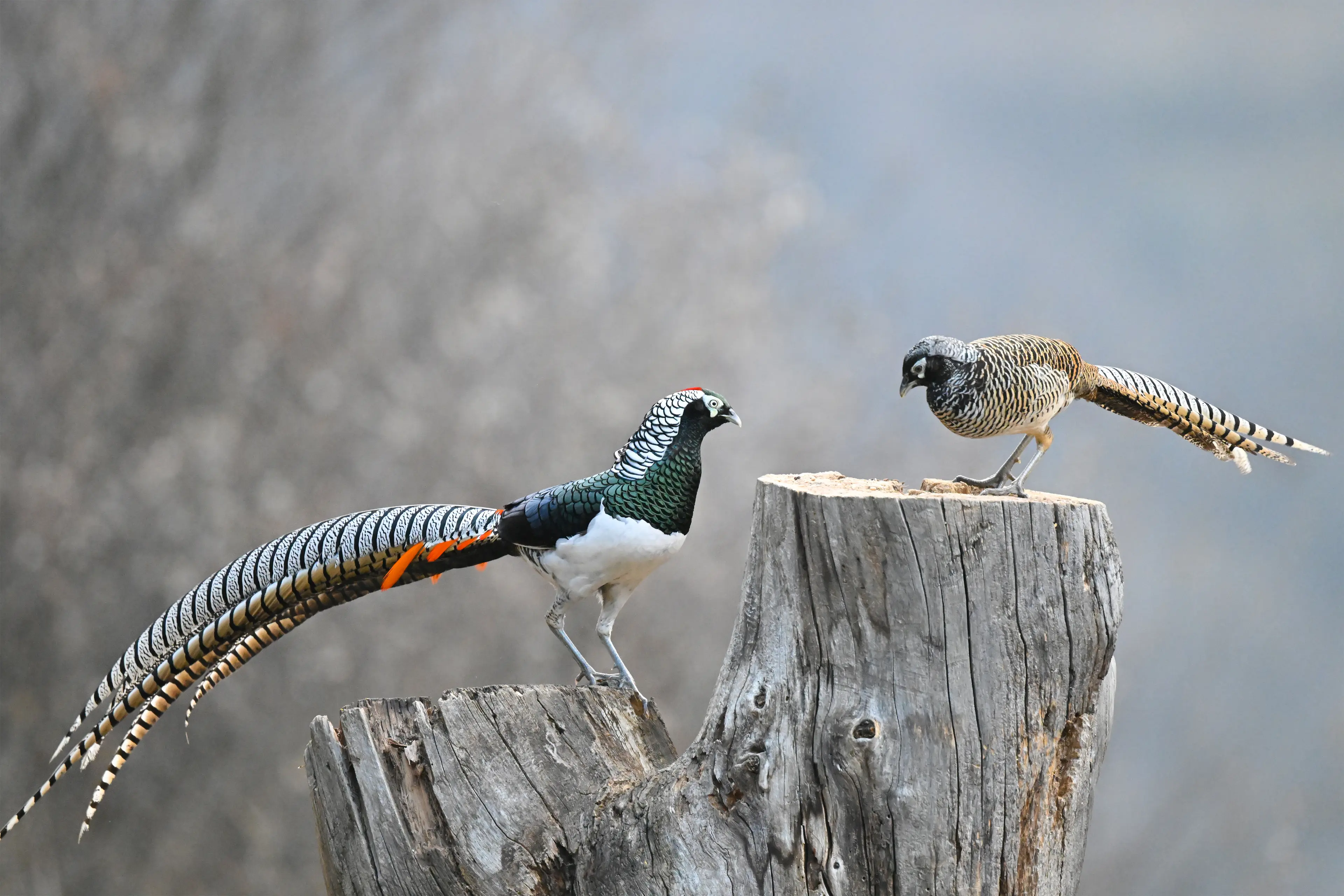 Lady Amherst's pheasant at Sichuan