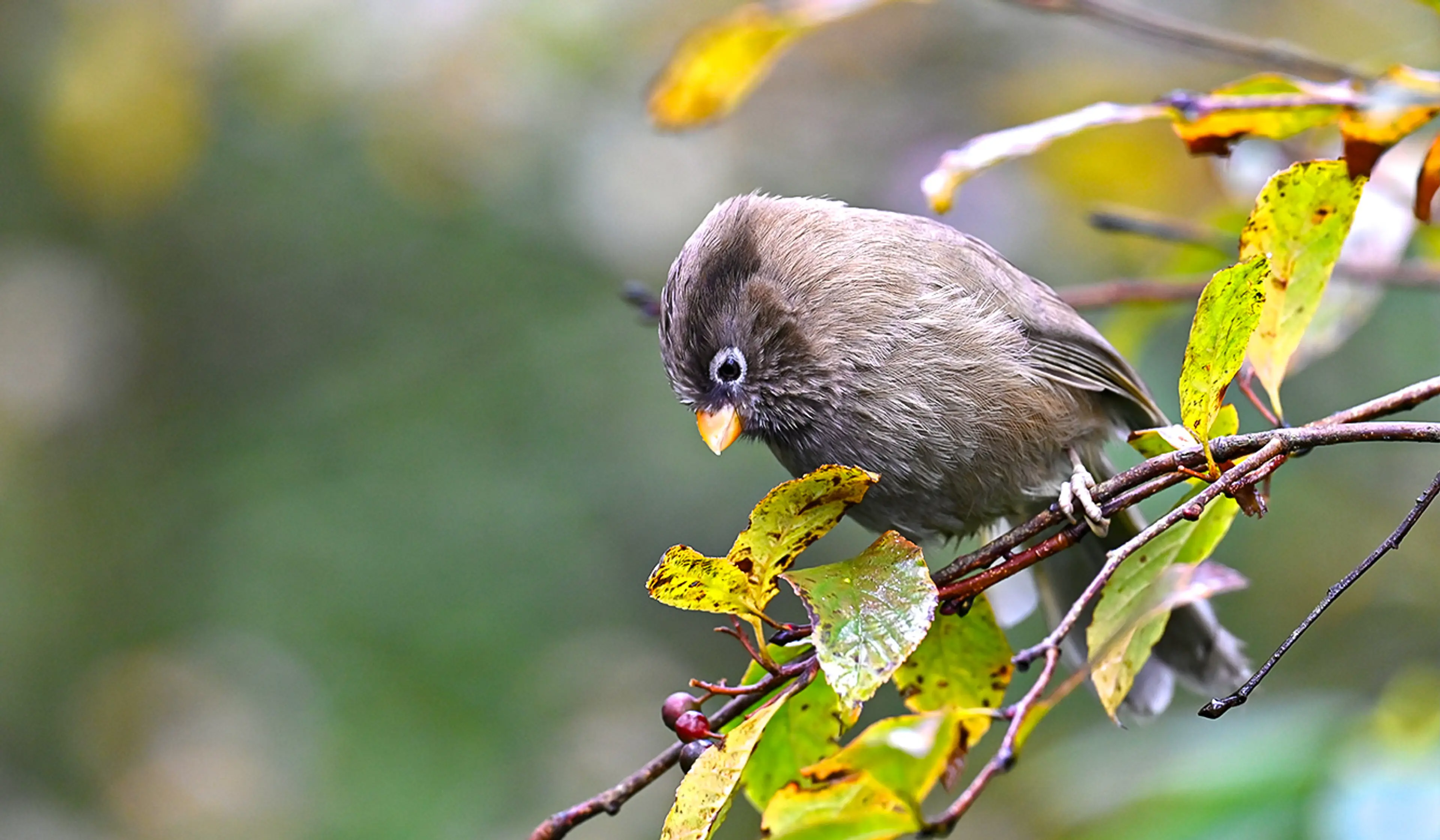 Parrotbill at Sichuan (6)