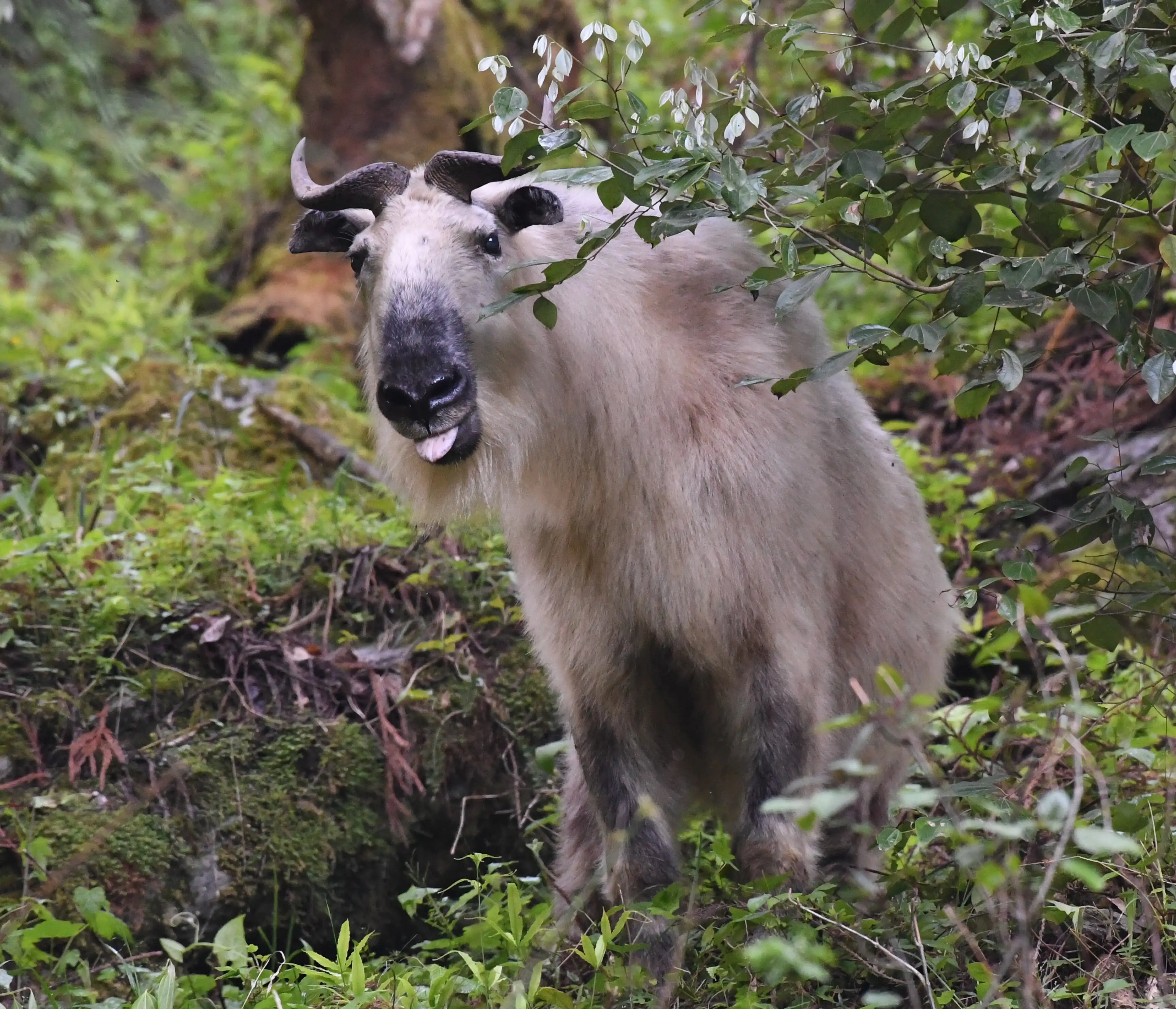 sichuan takin in tangjiahe